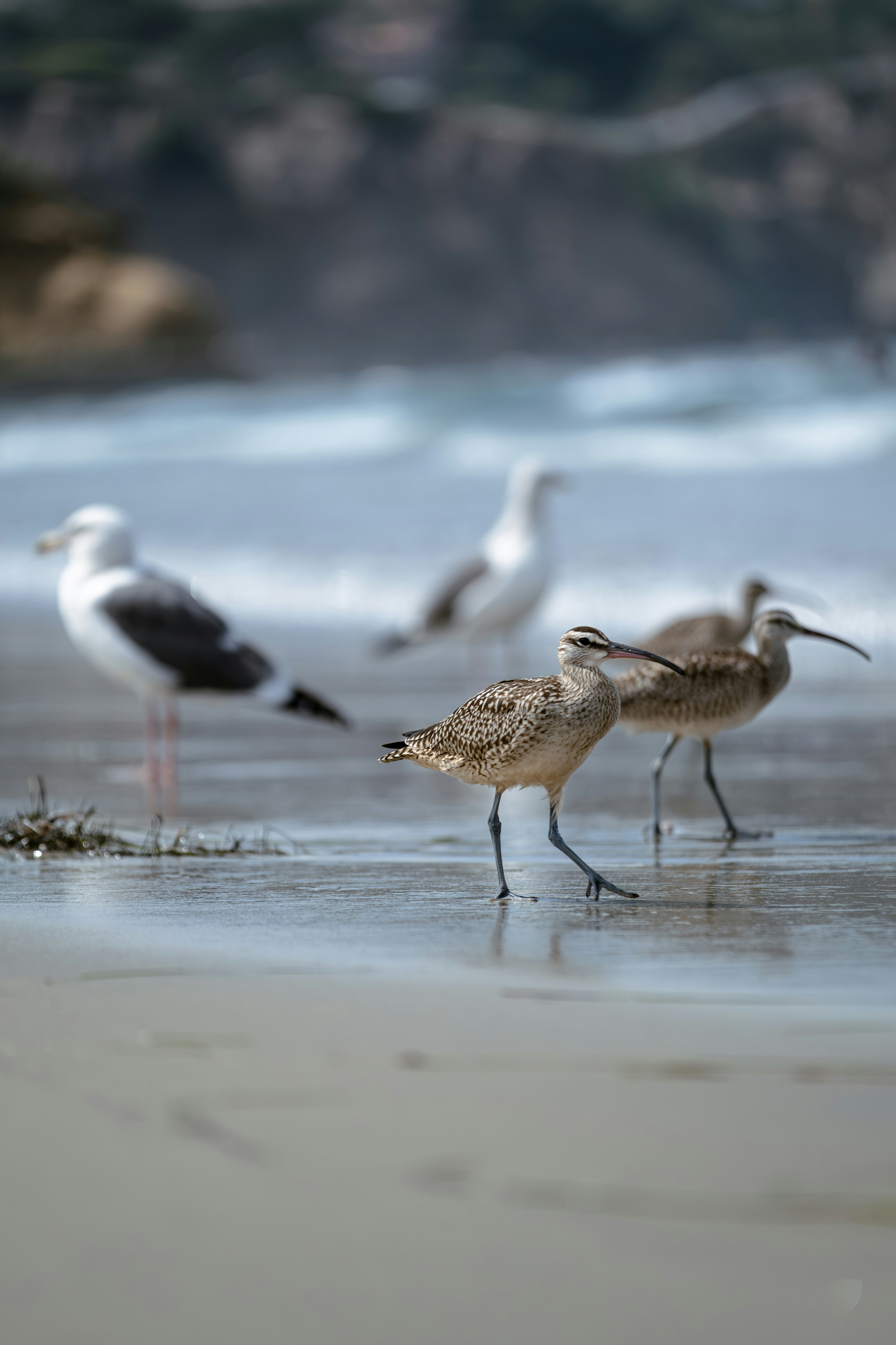 Photo by meanwhileinsandiego