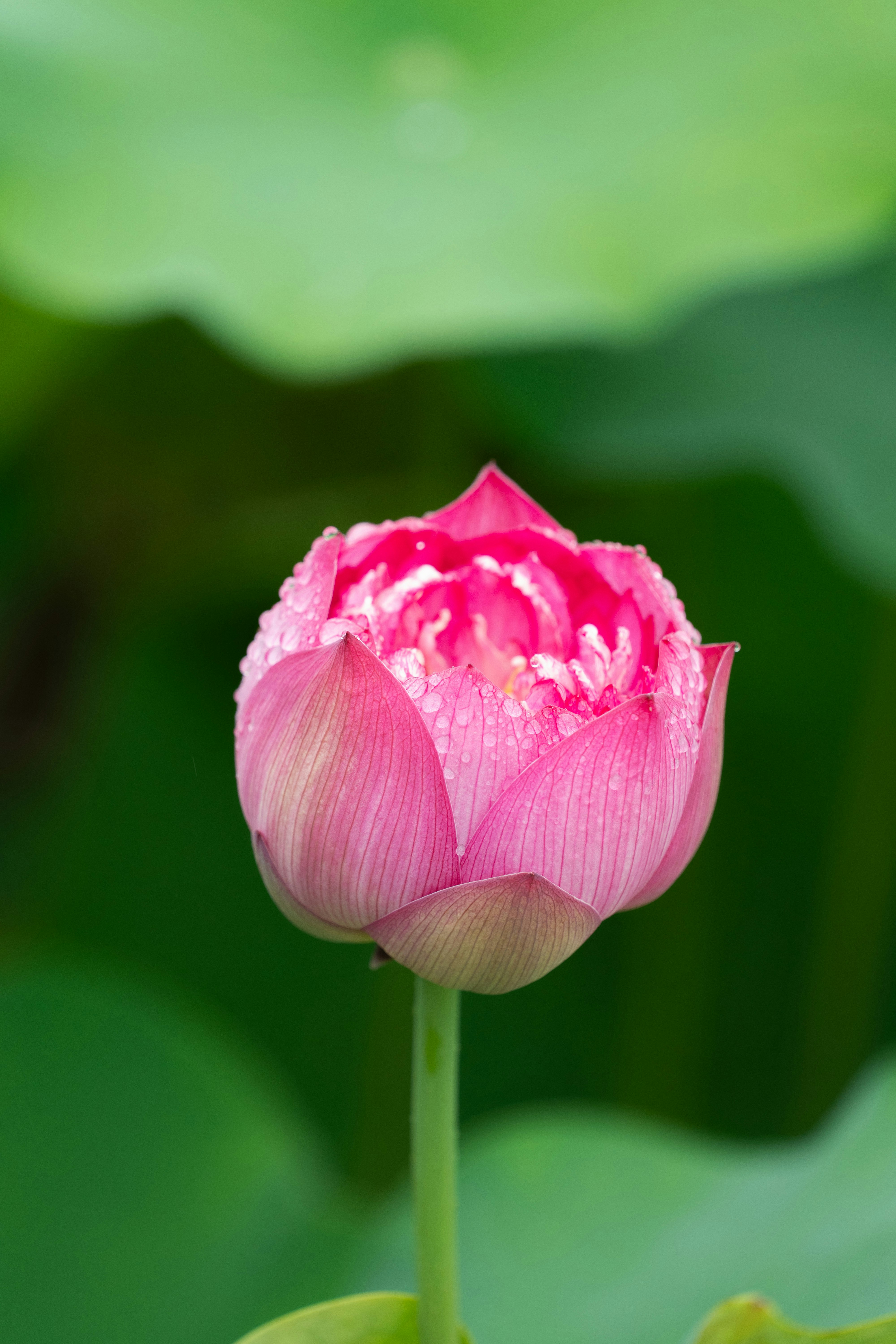Bourgeon de lotus rose avec des gouttelettes d’eau sur le feuillage vert.