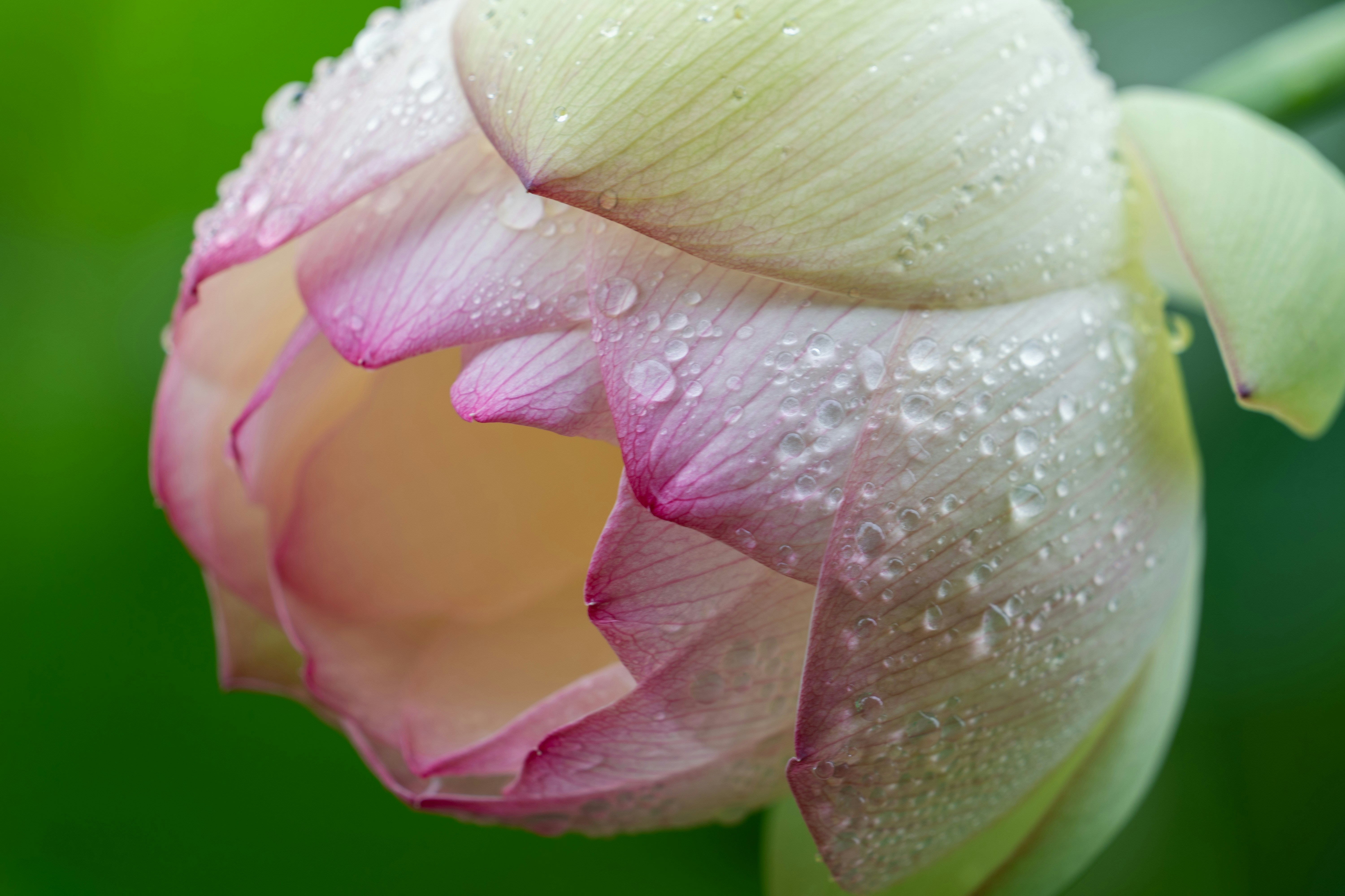 Un bouton de lotus rose et blanc couvert de gouttelettes d’eau.