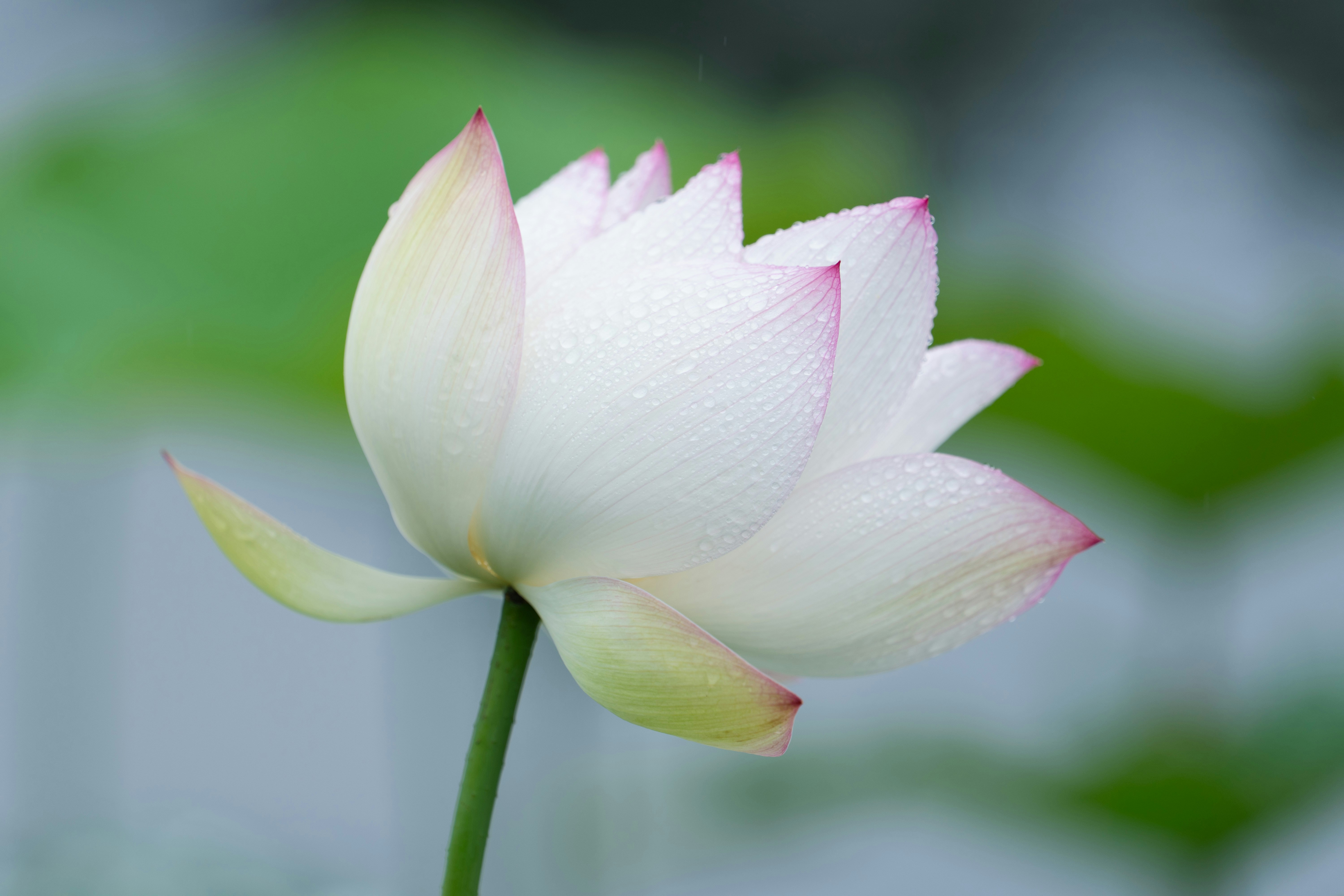 Fleur de lotus blanc avec des pointes roses et des gouttelettes d’eau.