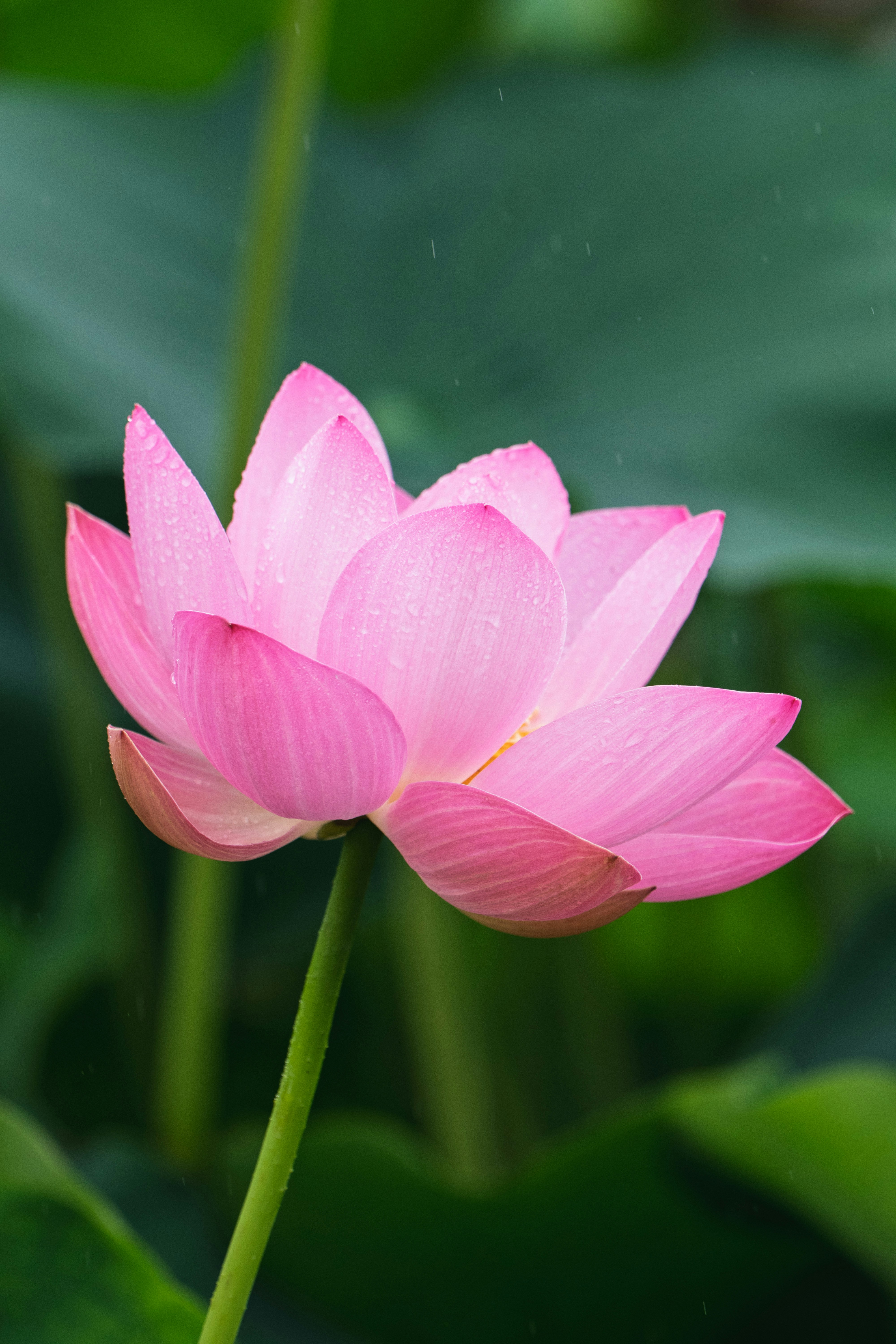 Une magnifique fleur de lotus rose avec des gouttelettes d’eau.