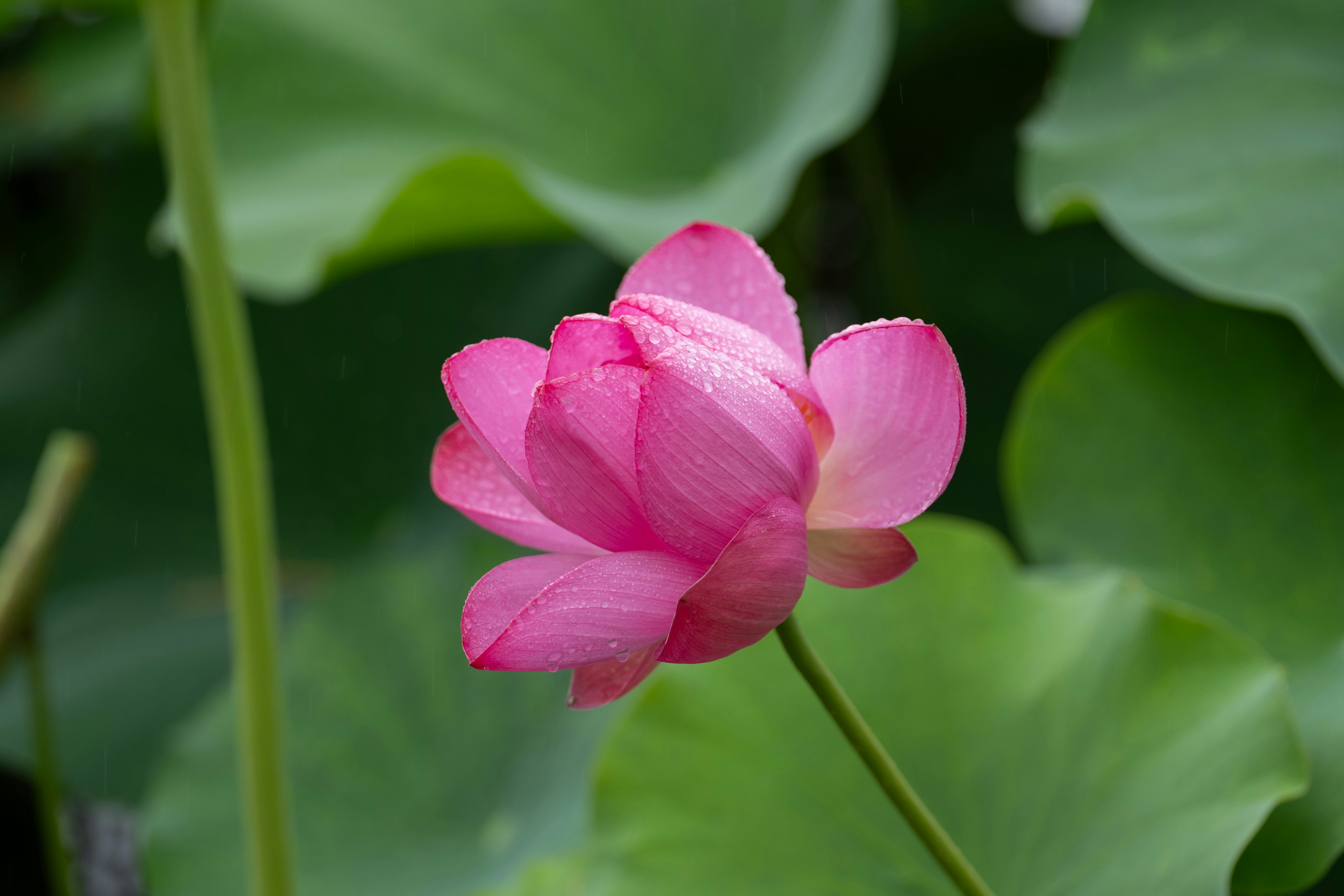 Une fleur de lotus rose éclatante avec des gouttes de rosée.