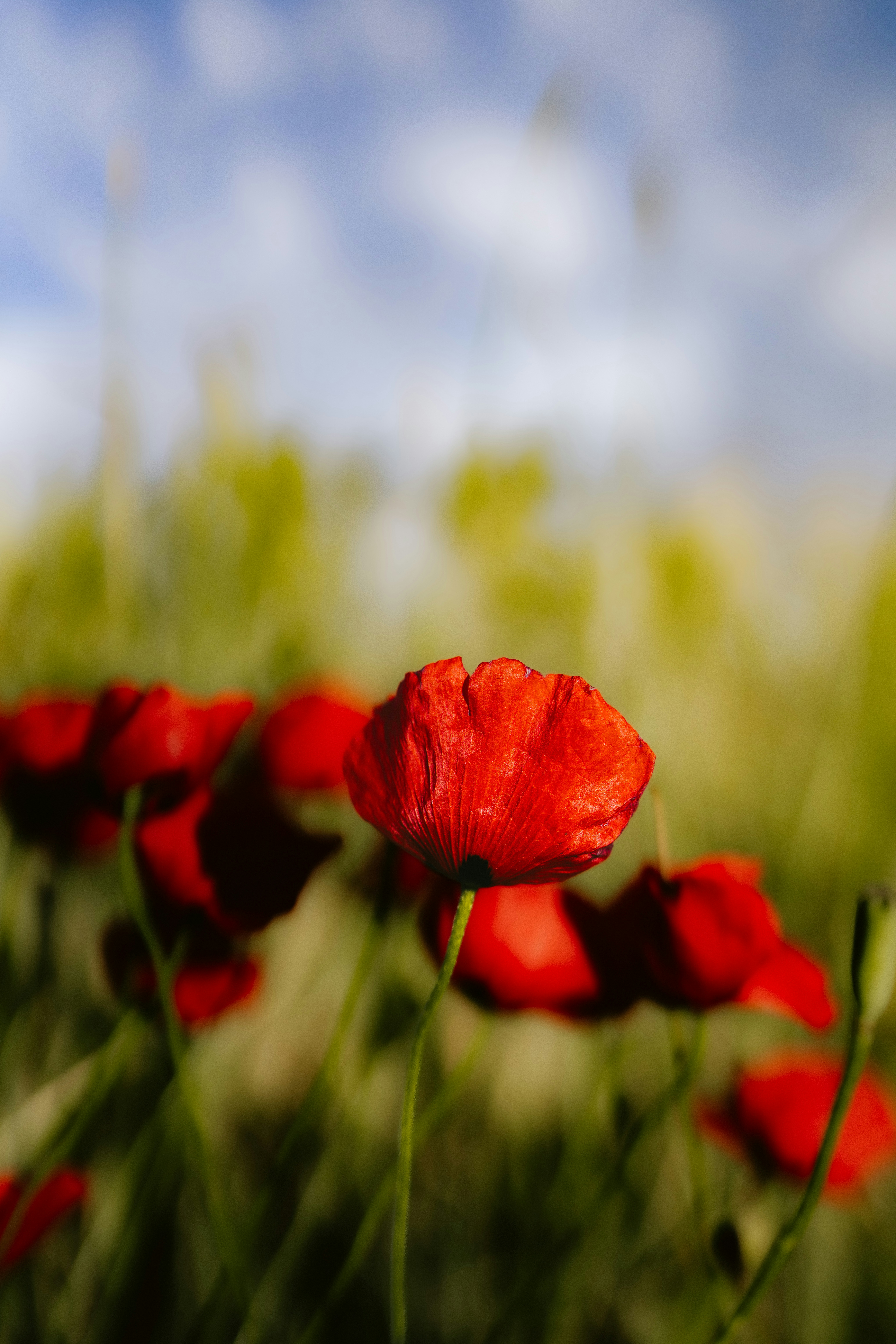 Photo by arianmontazeri