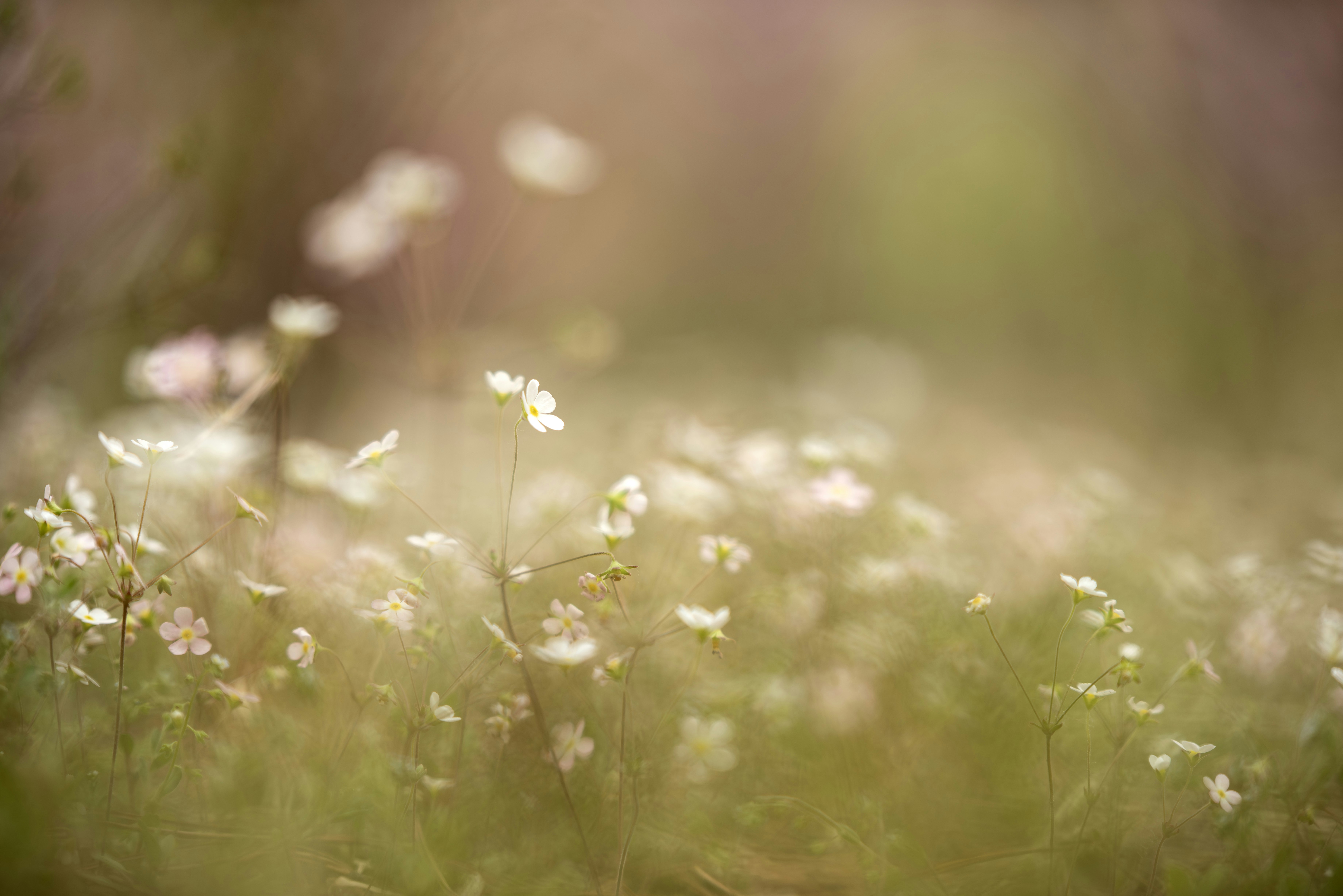 Photo by lachlanwang