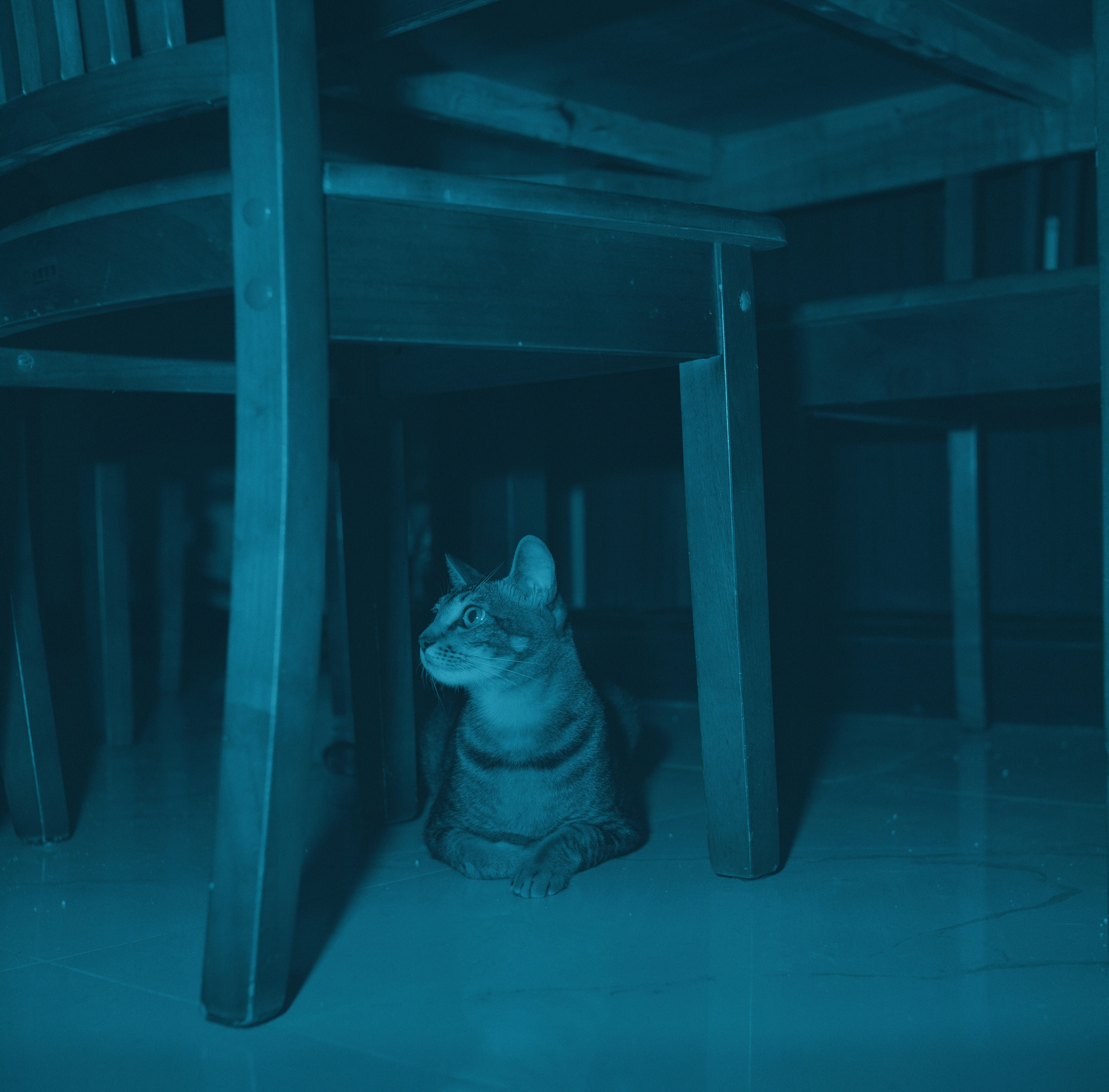 A cat sits under wooden chairs in a blue-toned room.