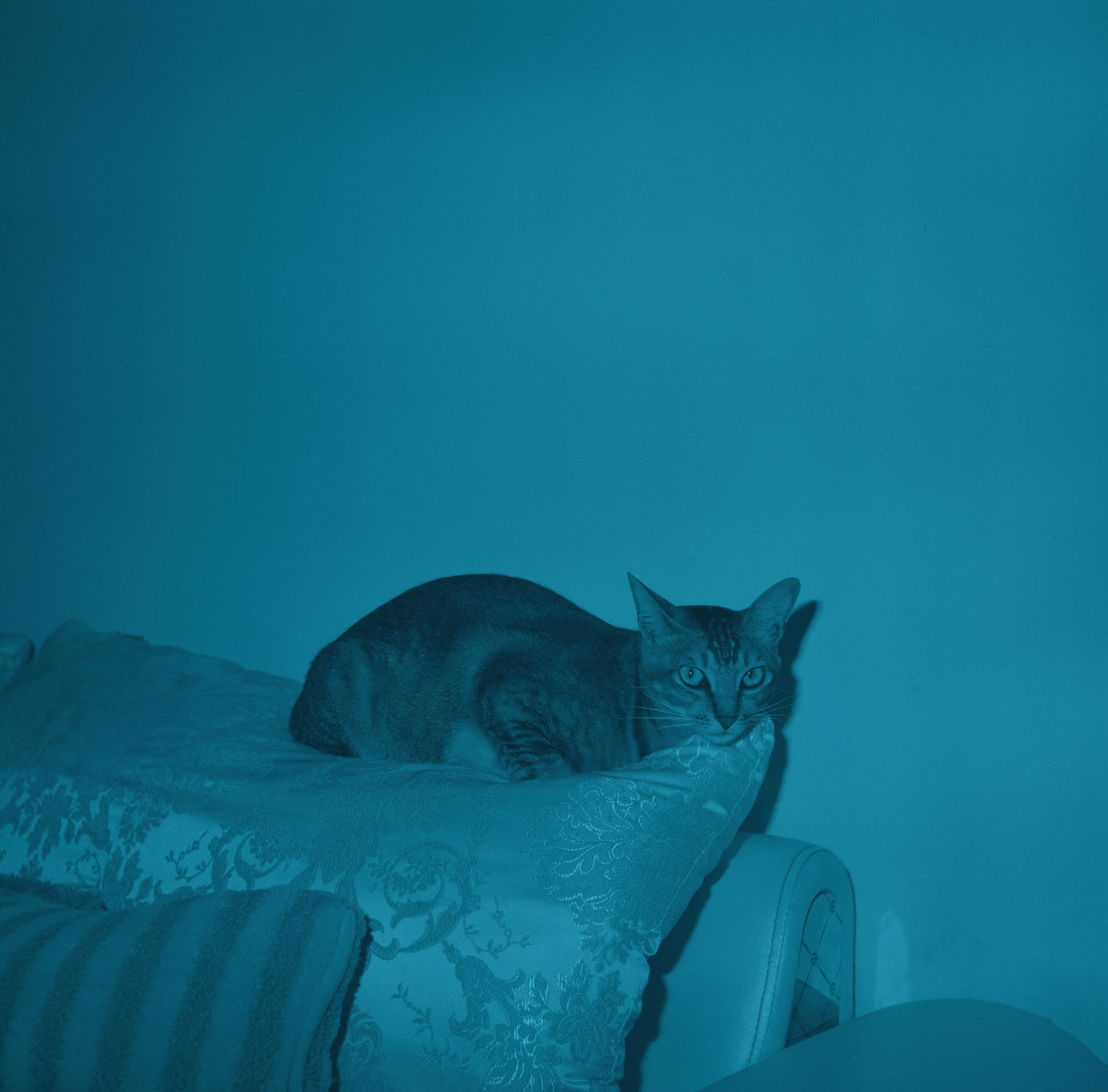 A cat rests on a sofa under blue lighting.