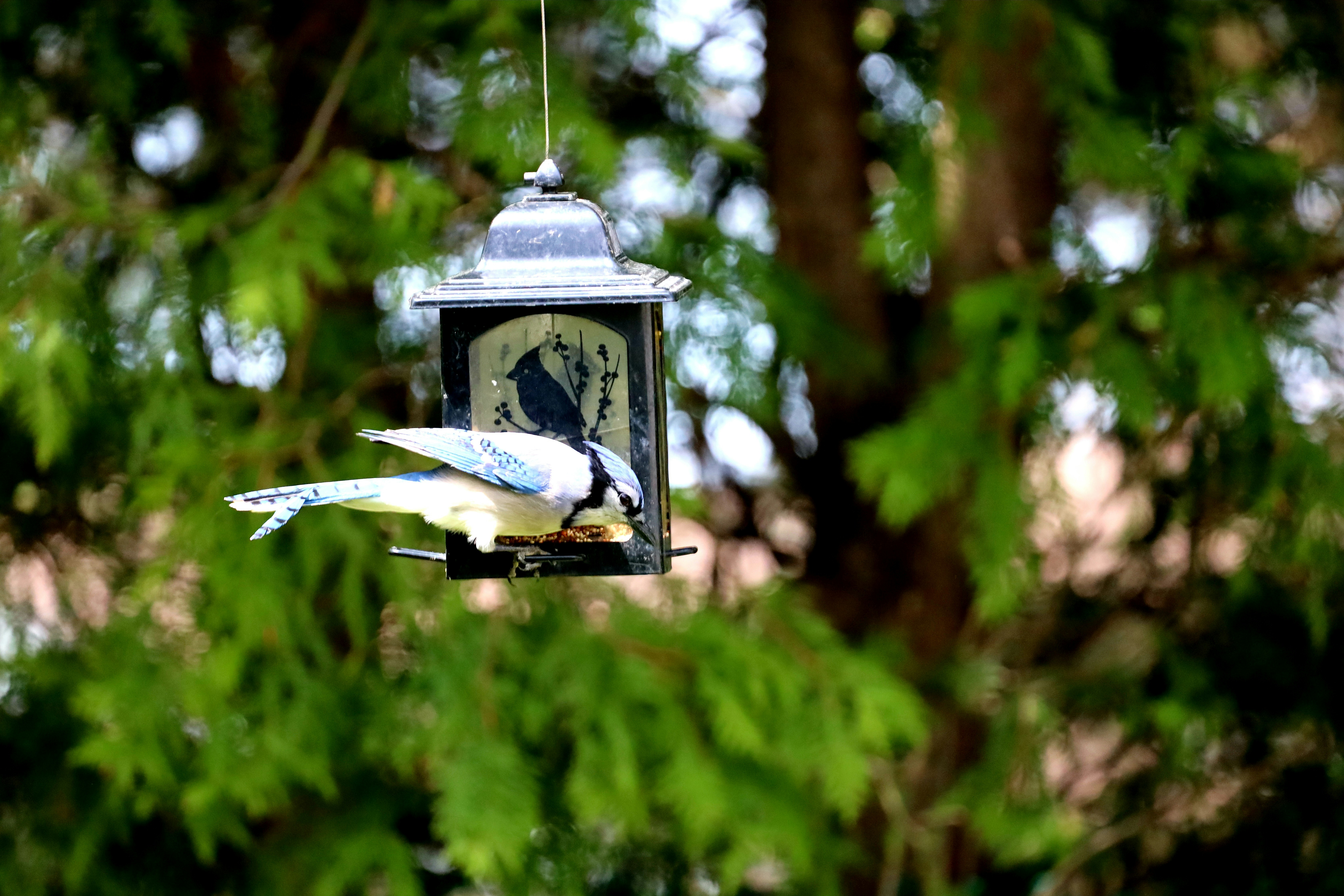 When Every American Could Name the Birds at Their Window — and What We Lost When That Knowledge Disappeared