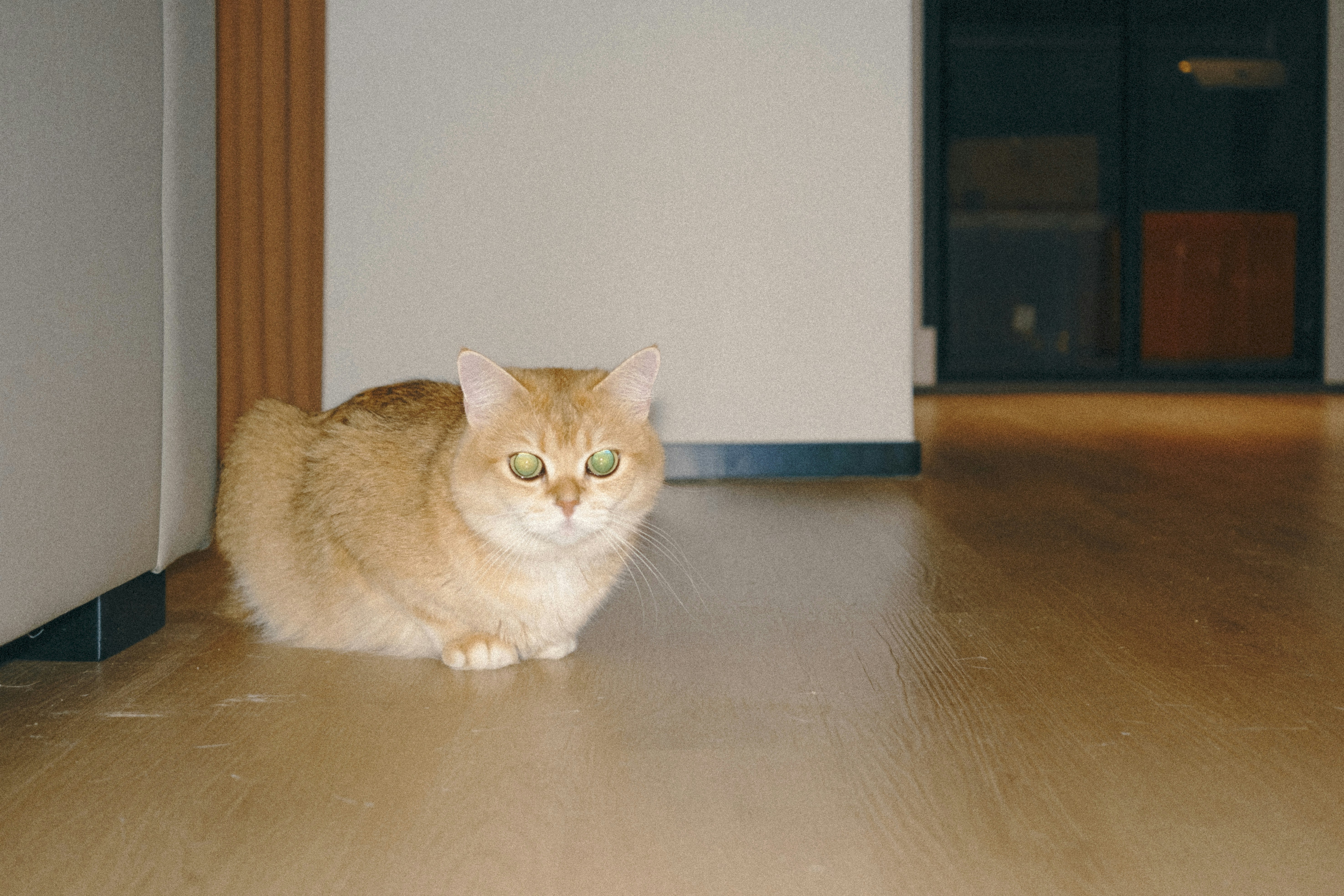 Eine Katze sitzt auf einem Holzboden