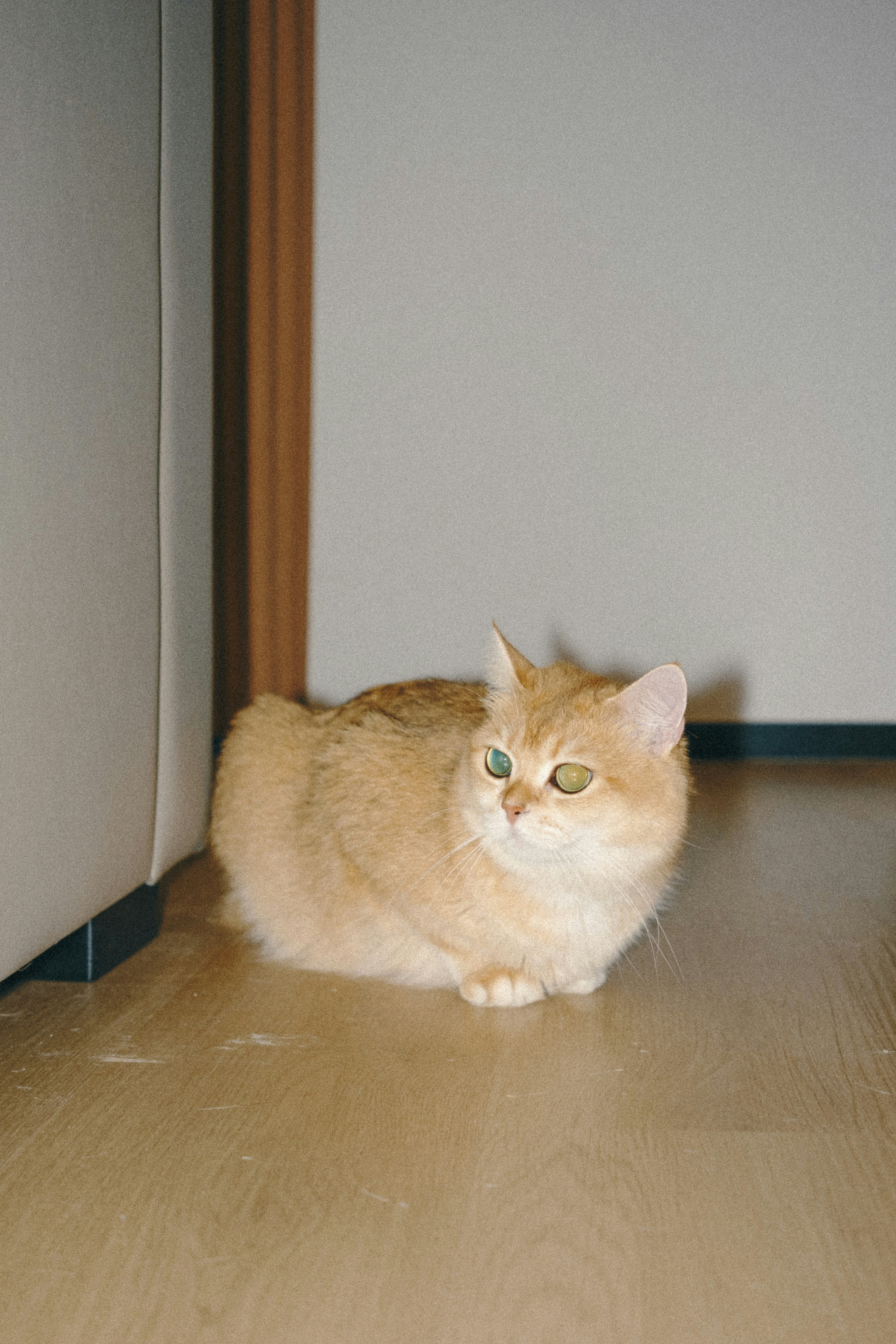 Goldene Katze mit grünen Augen auf einem Holzboden