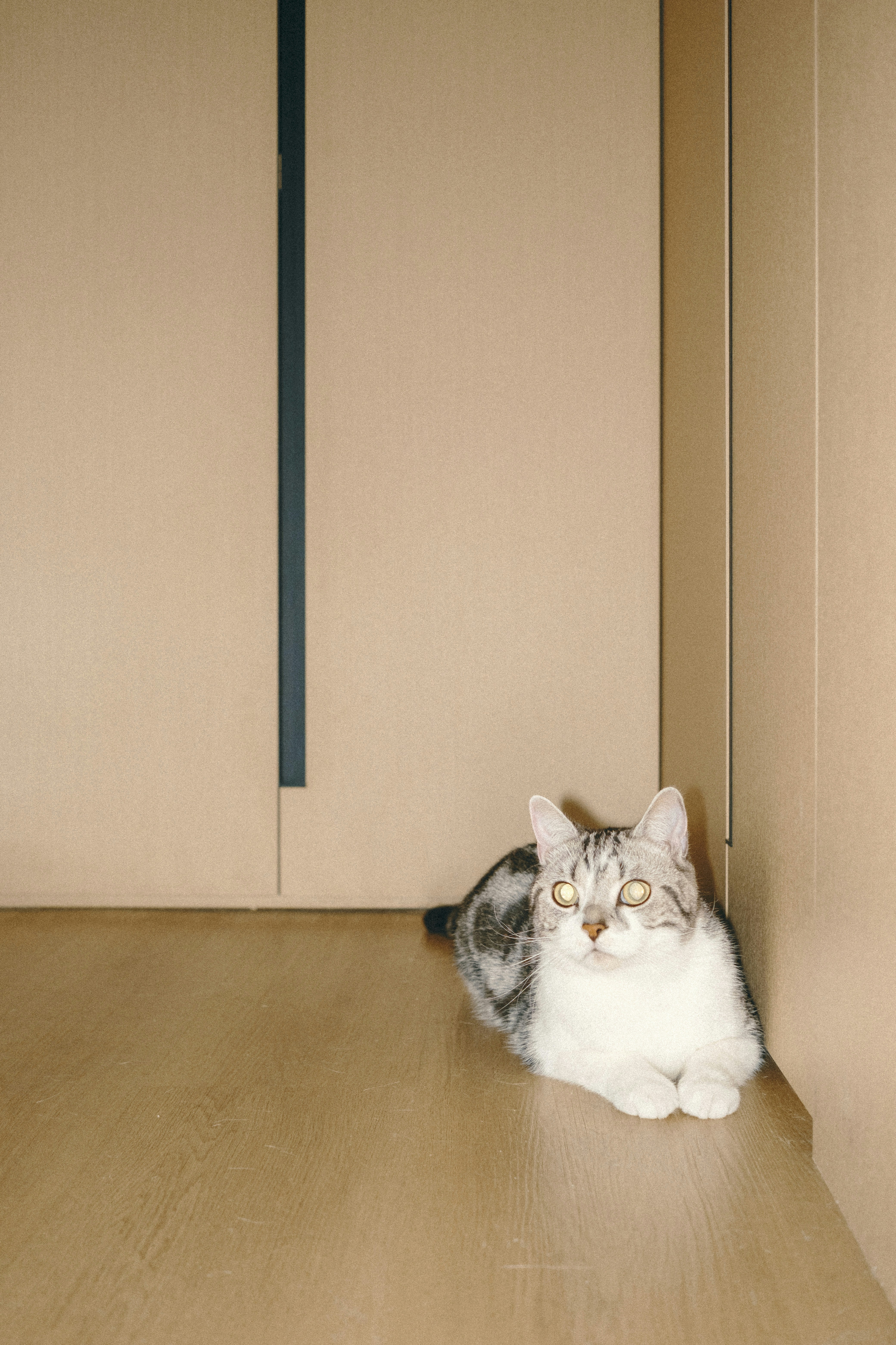 Eine getigerte Katze ruht auf einem Holzboden