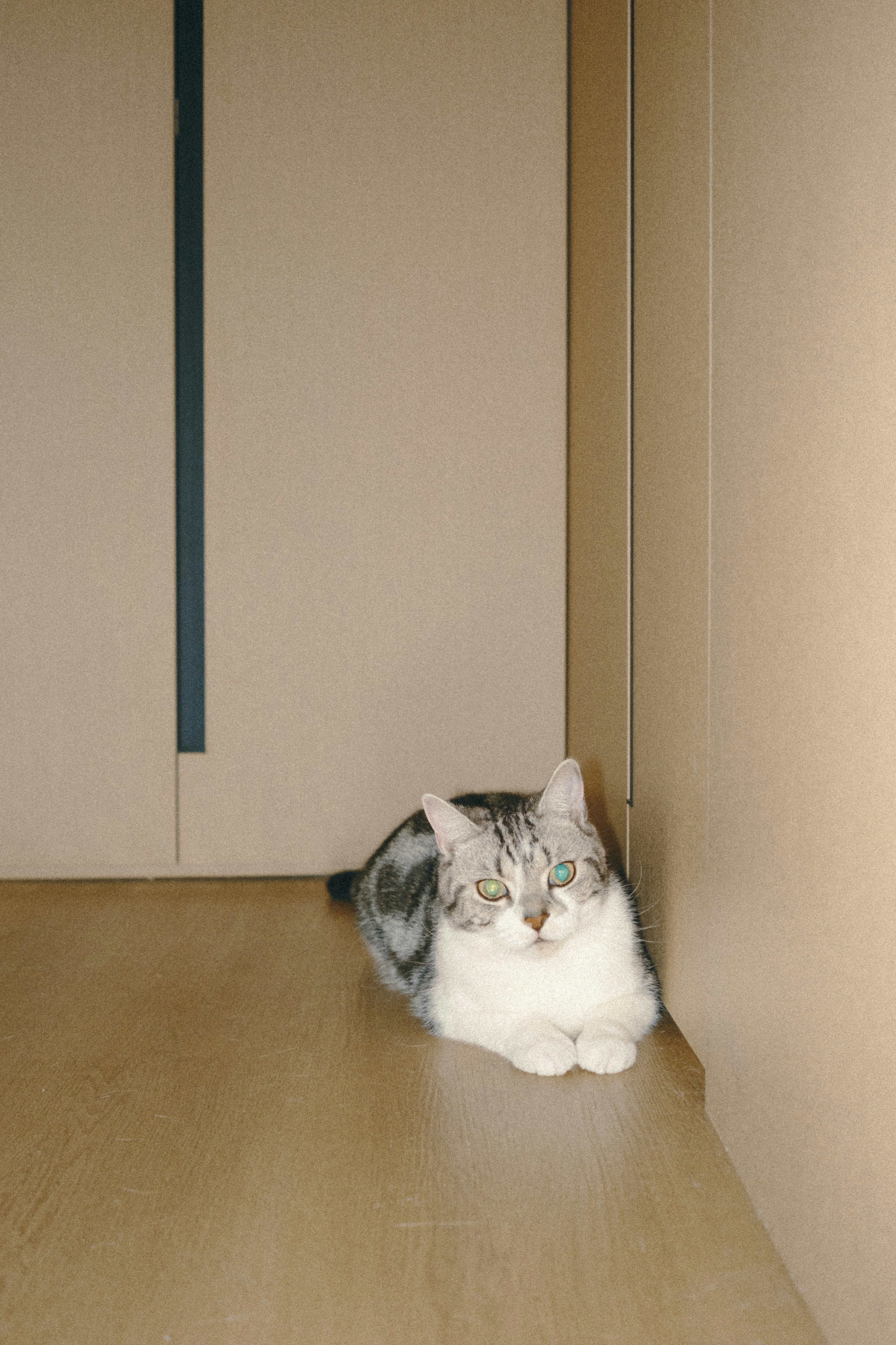 Eine Katze, die auf einem Holzboden neben einer Wand ruht