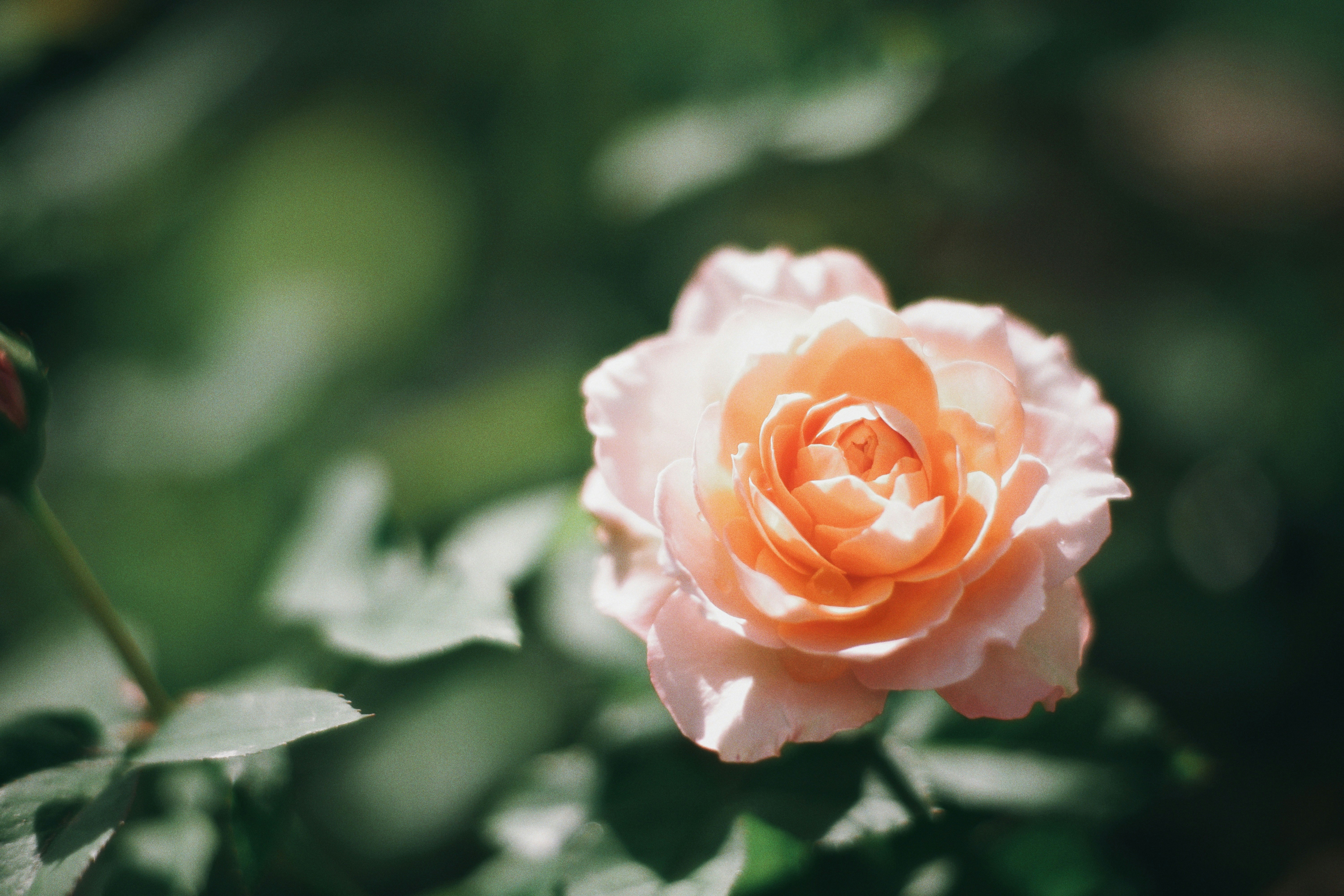 Photo by hanomy