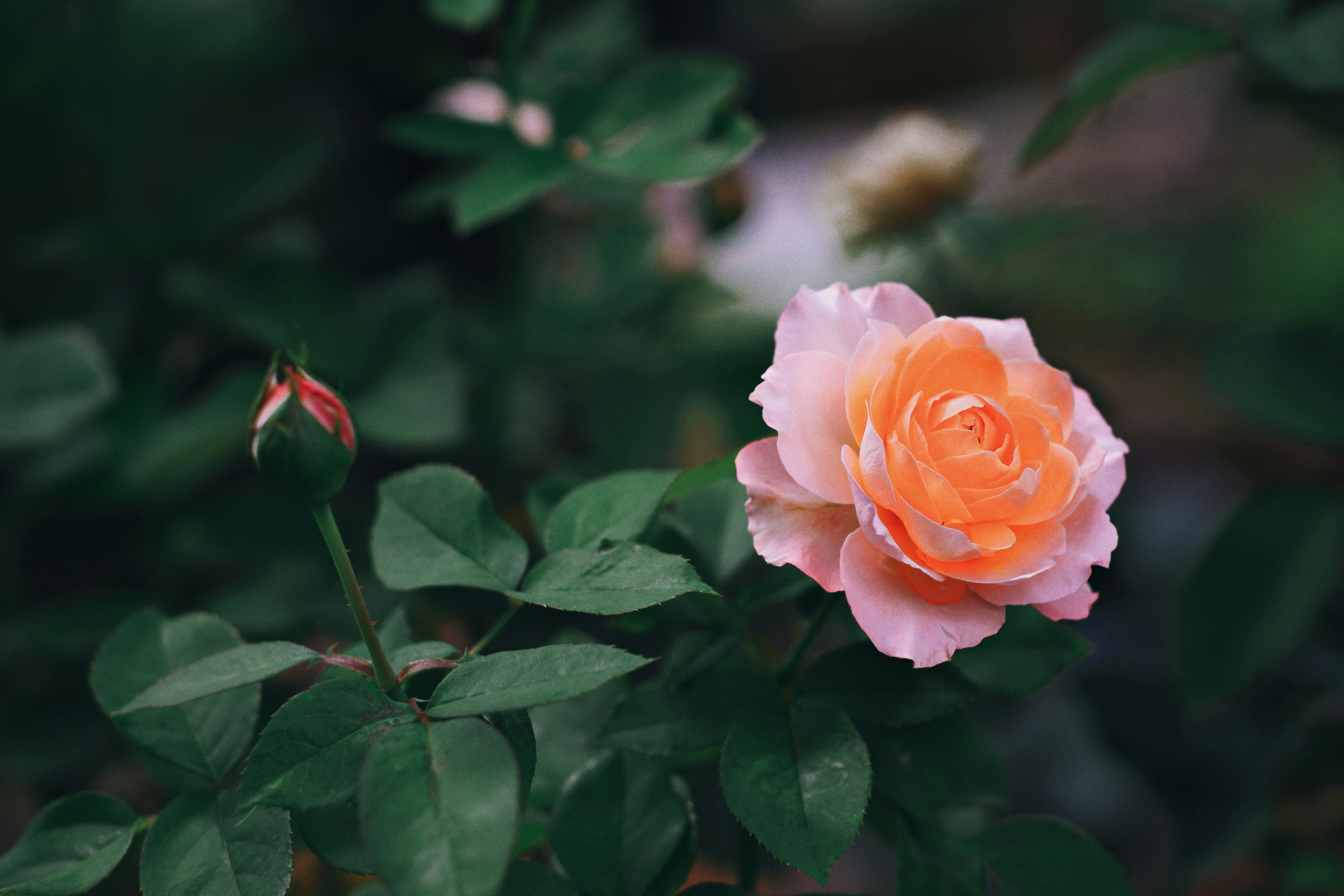 Photo by hanomy
