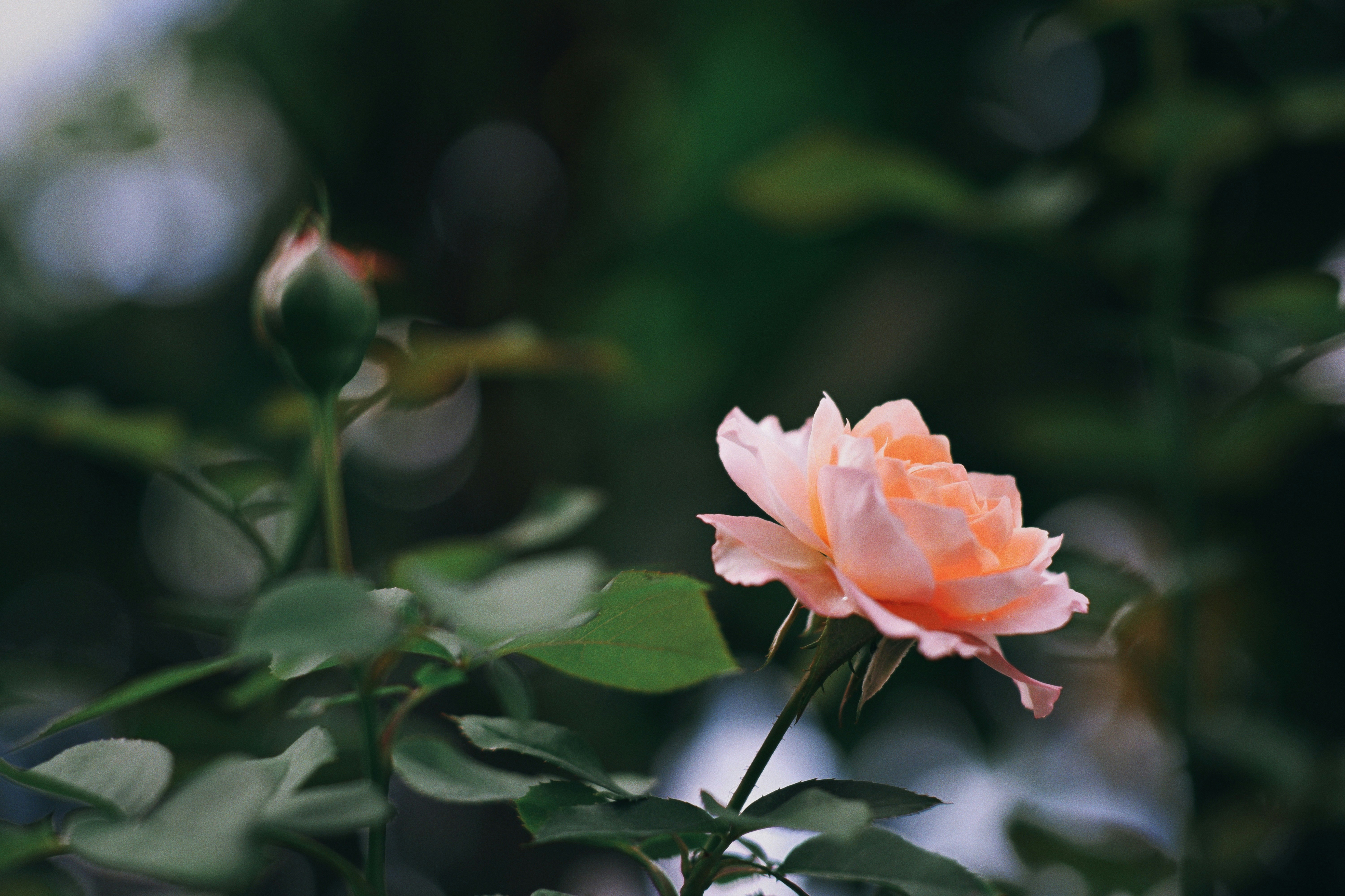 Photo by hanomy