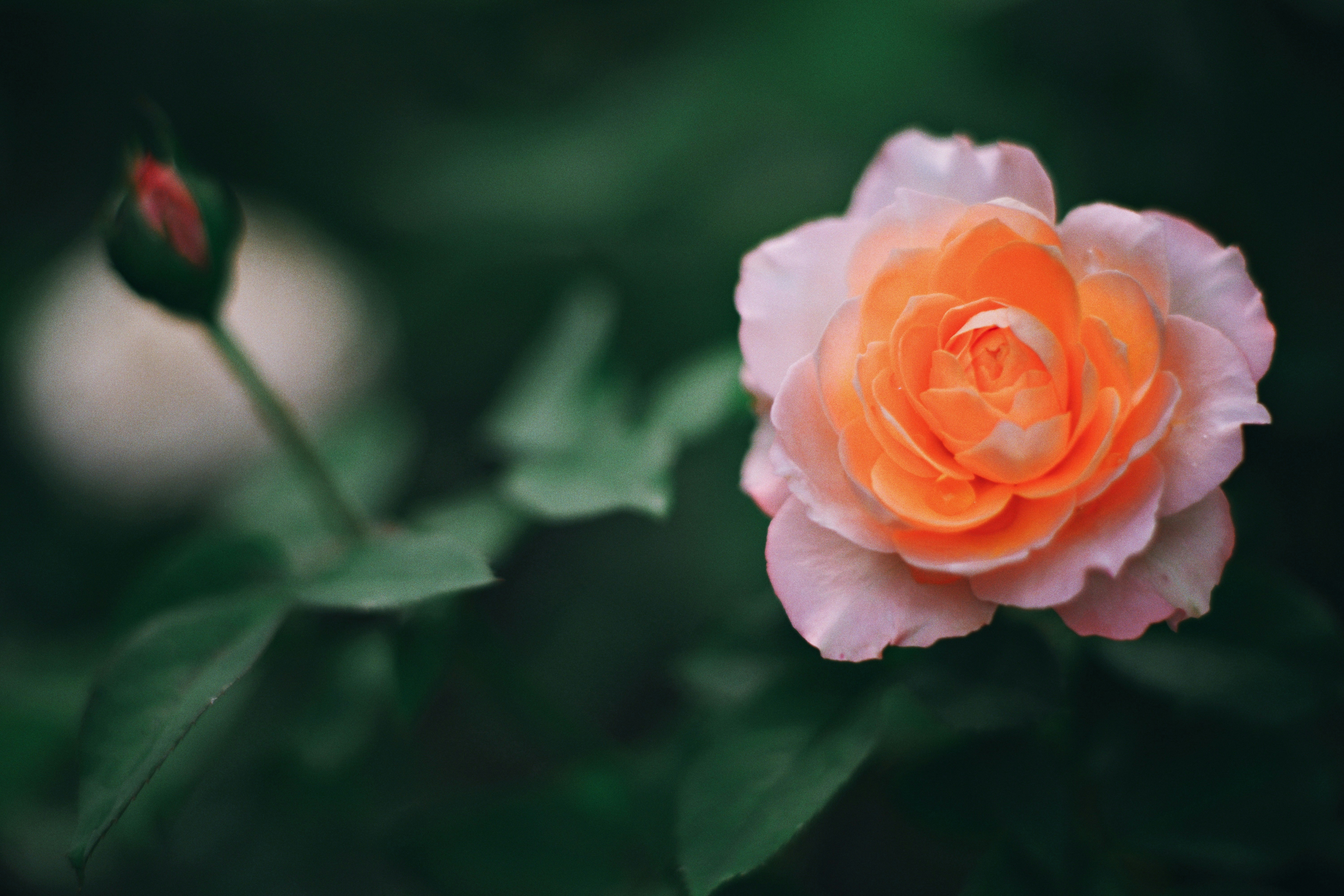 Photo by hanomy