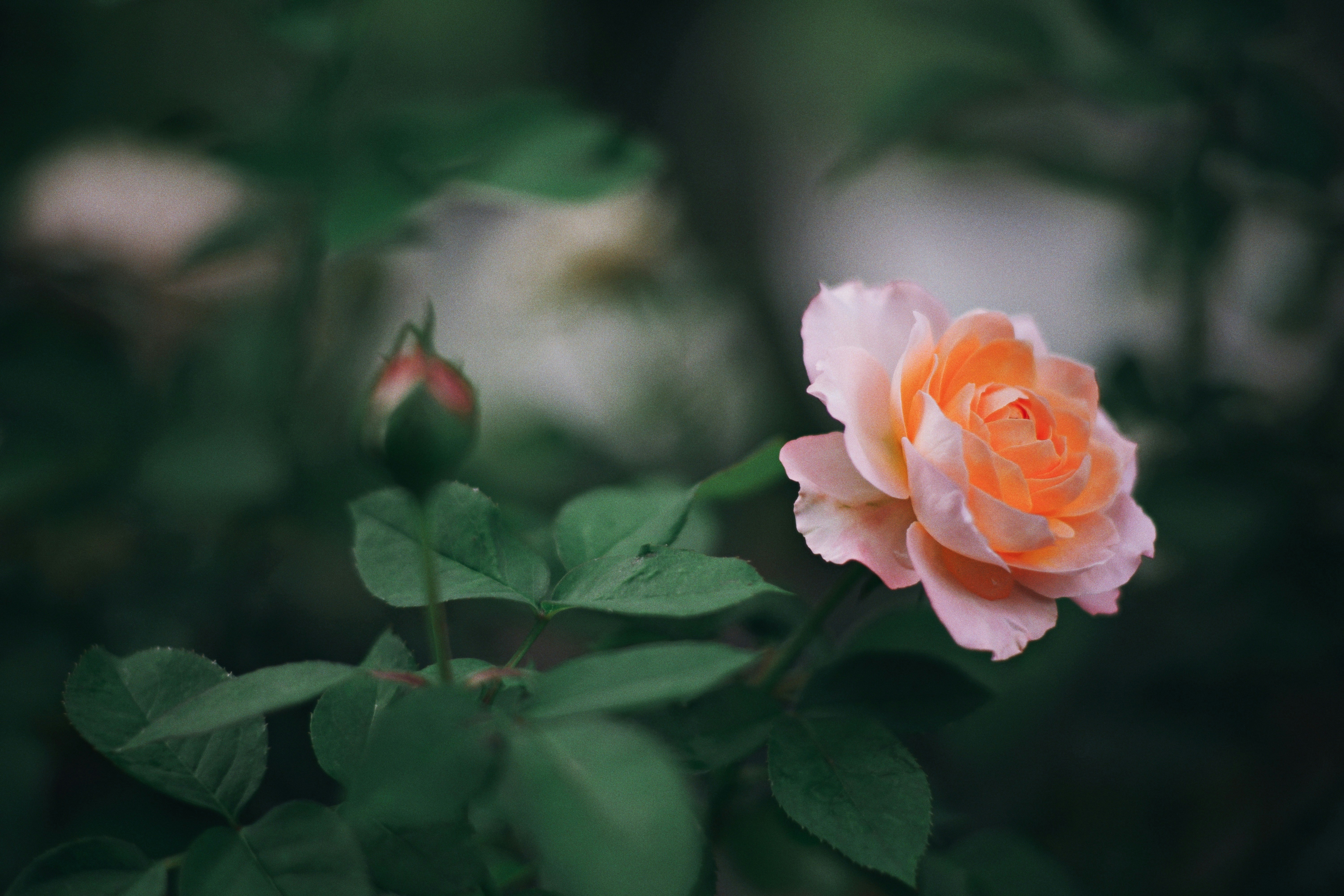 Photo by hanomy