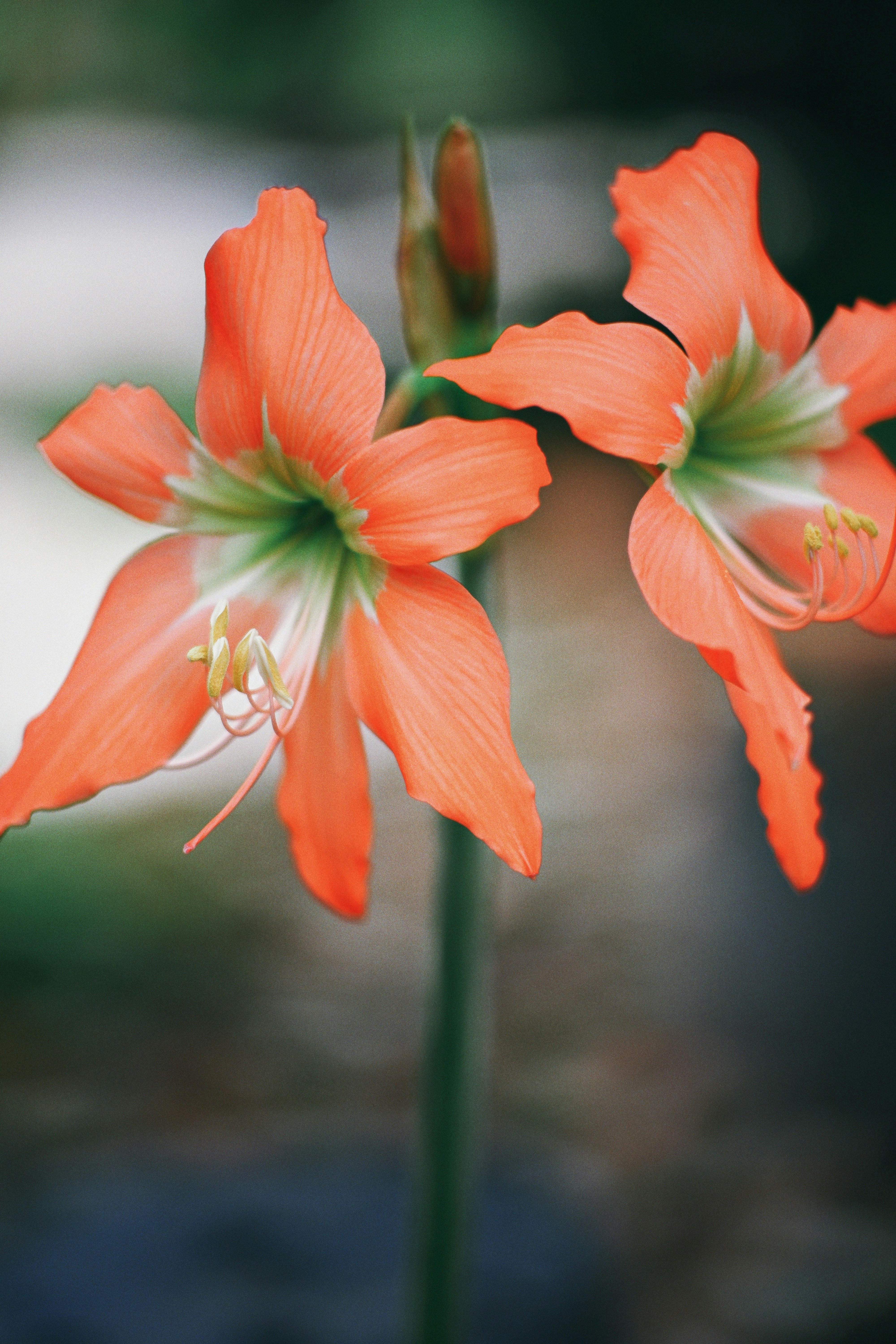 Photo by hanomy