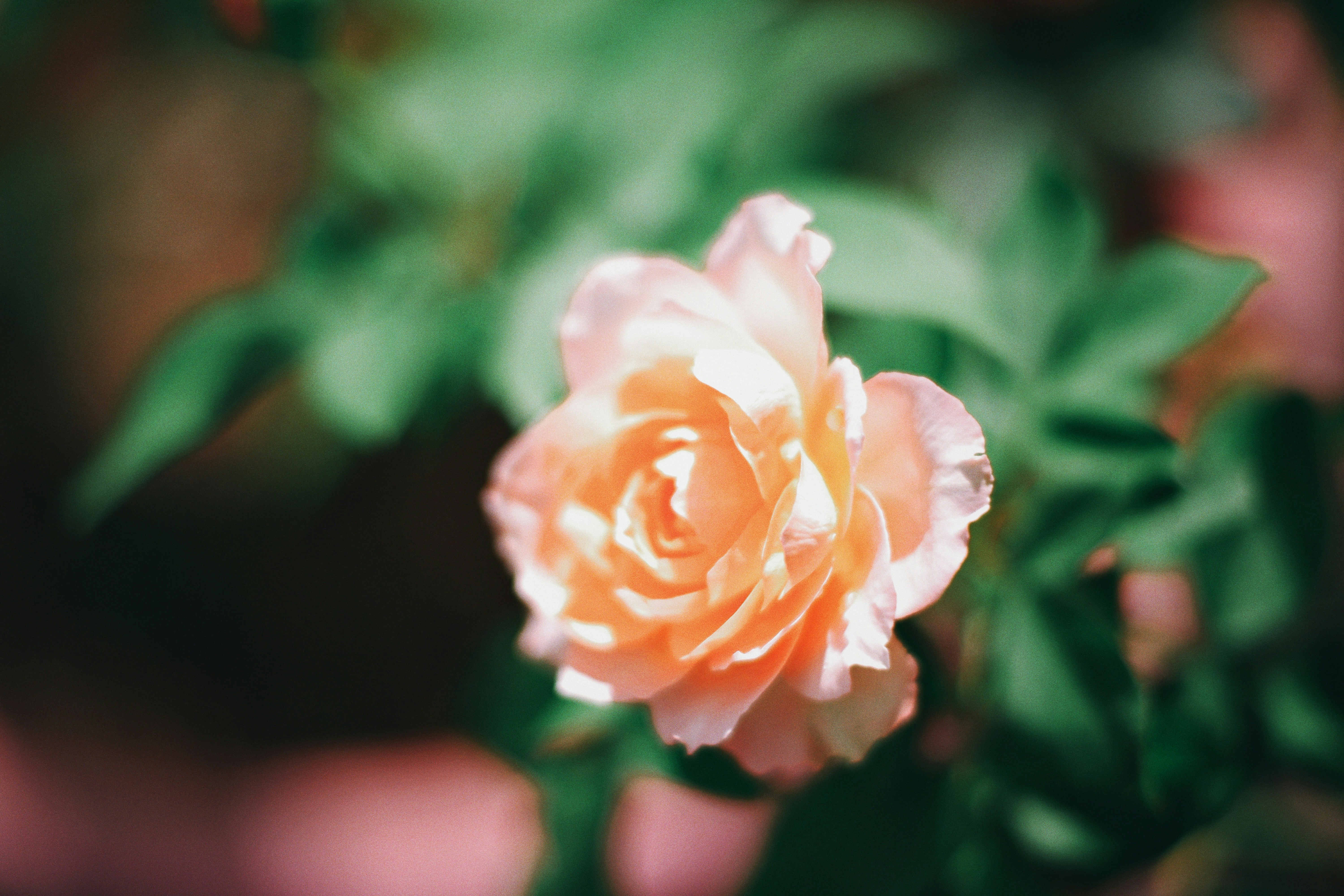 Photo by hanomy