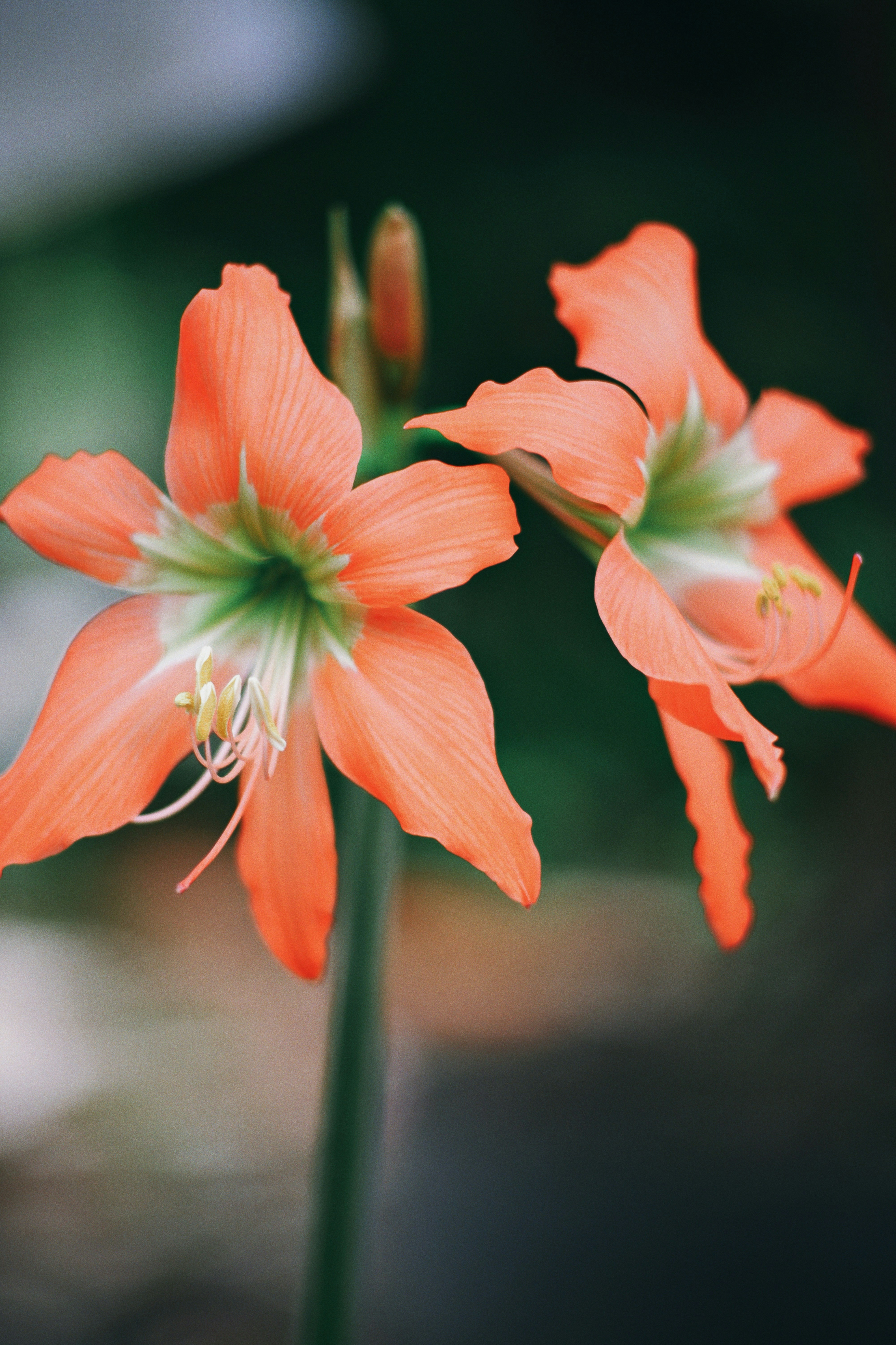 Photo by hanomy