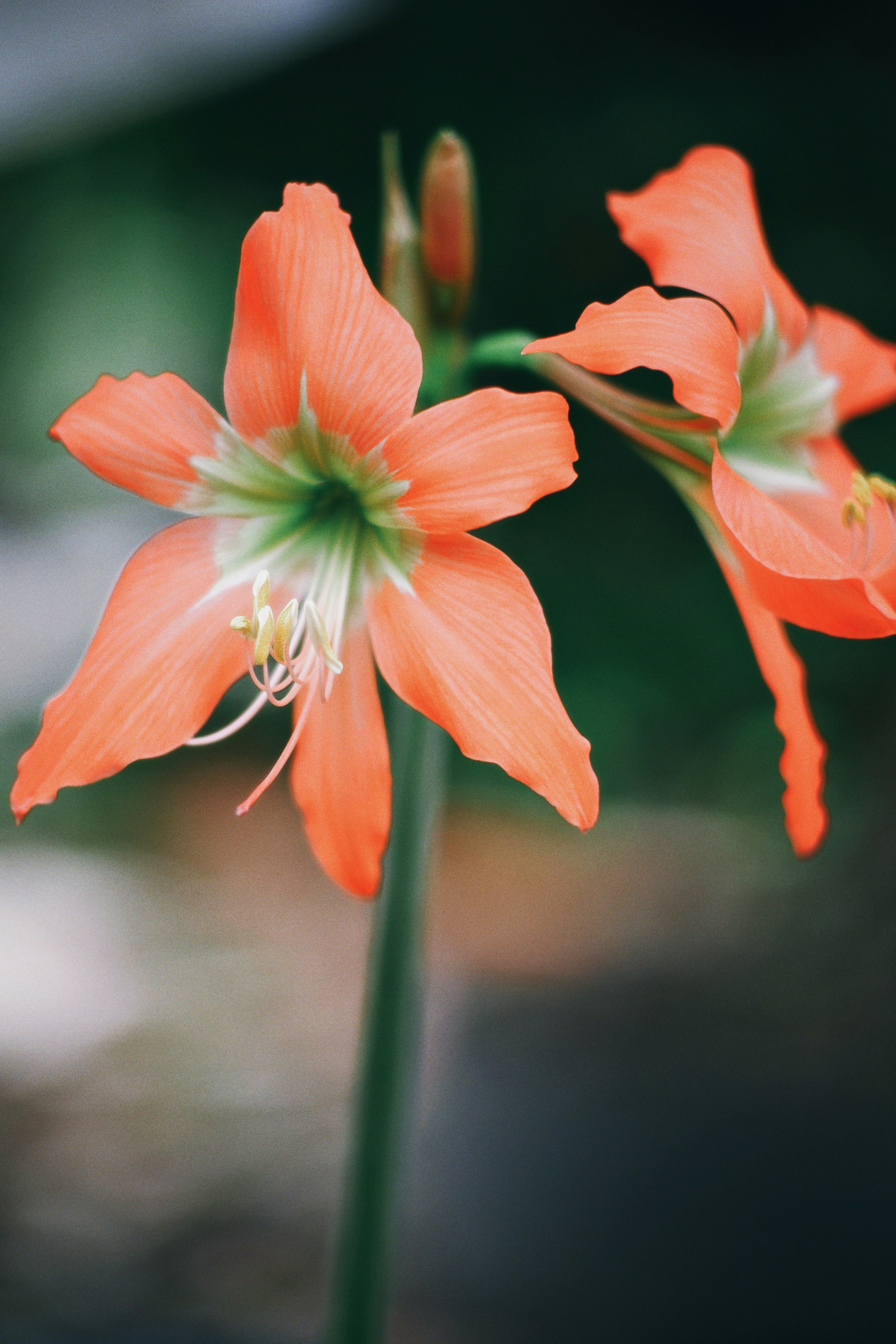 Photo by hanomy