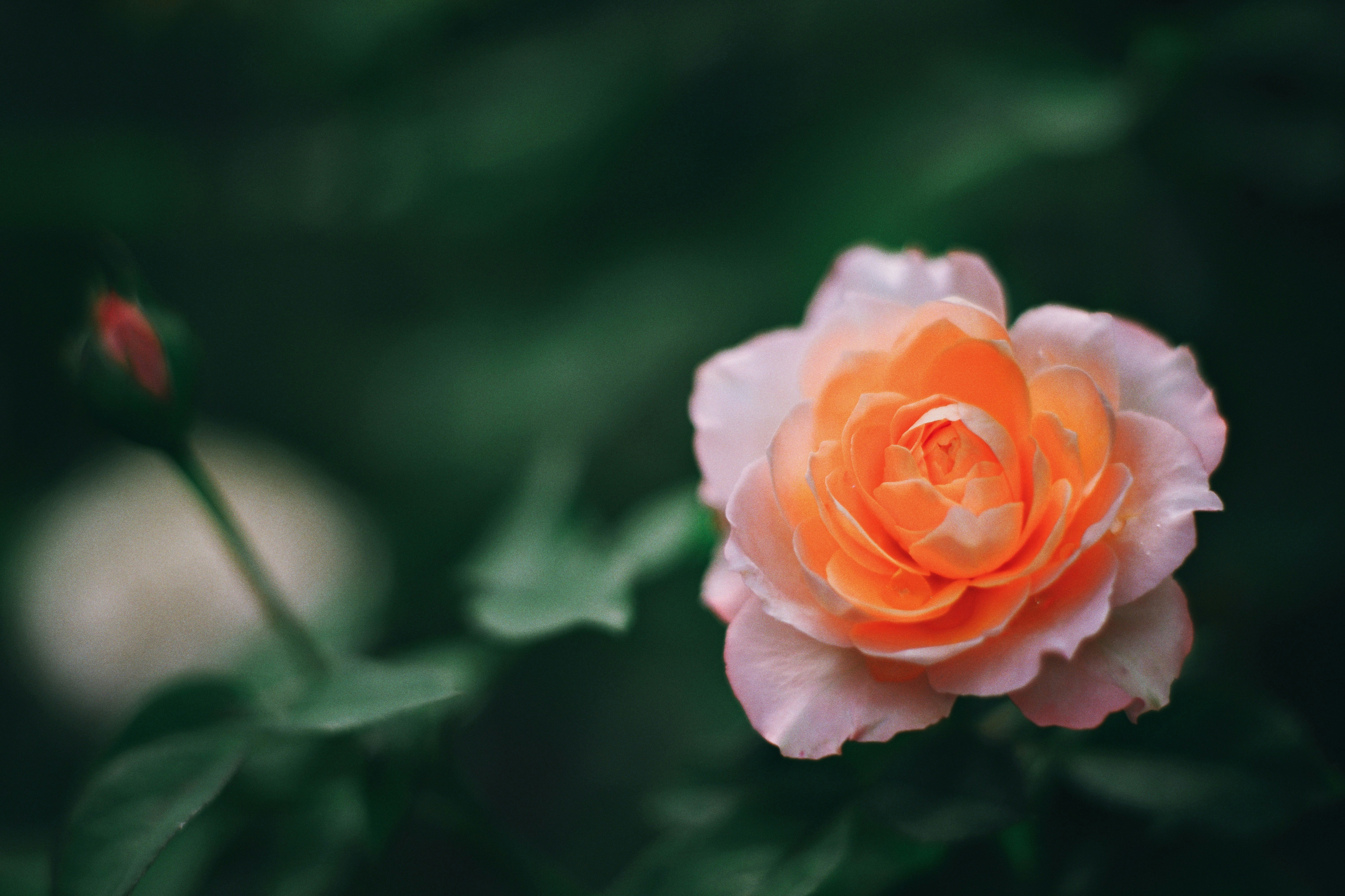 Photo by hanomy