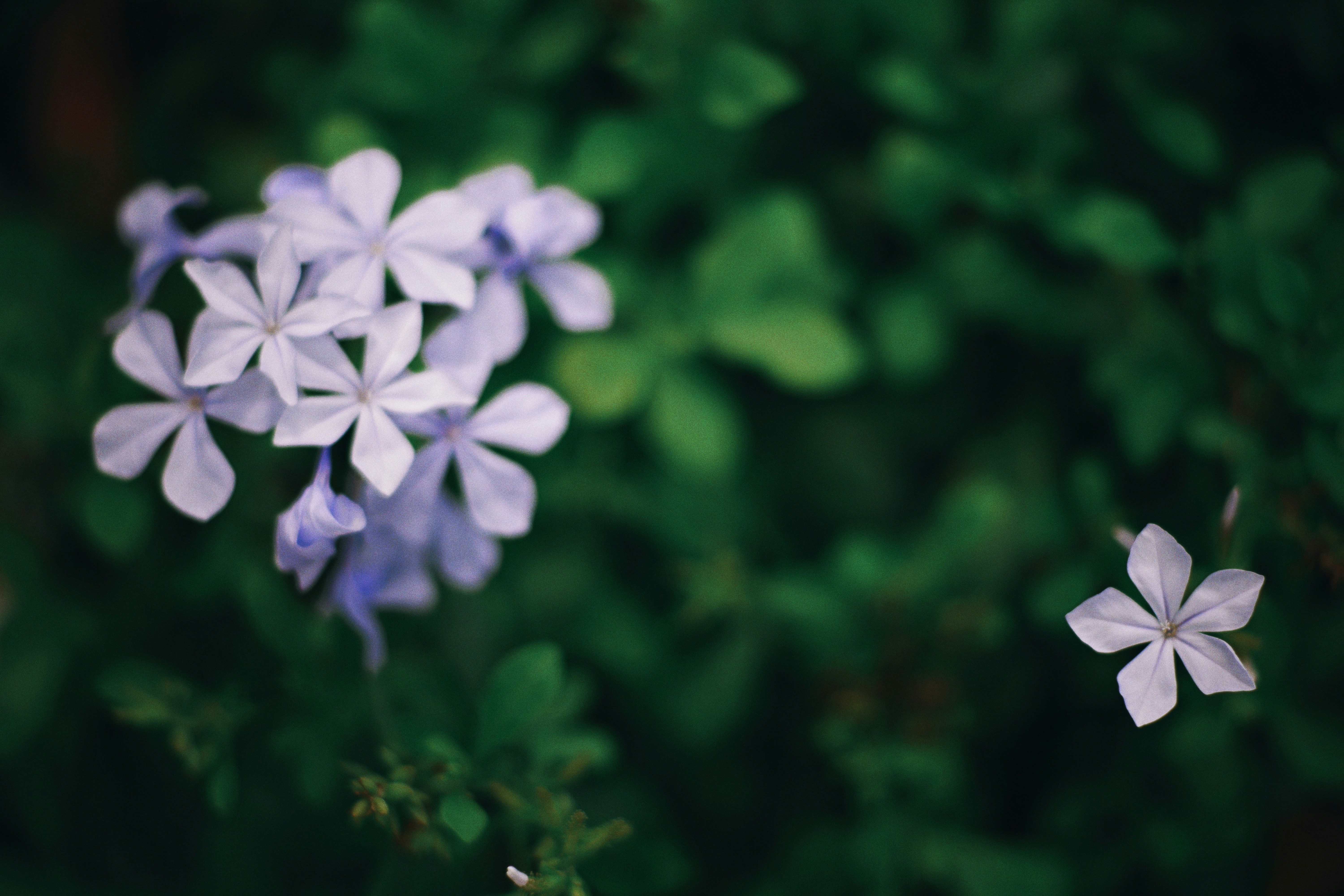 Photo by hanomy