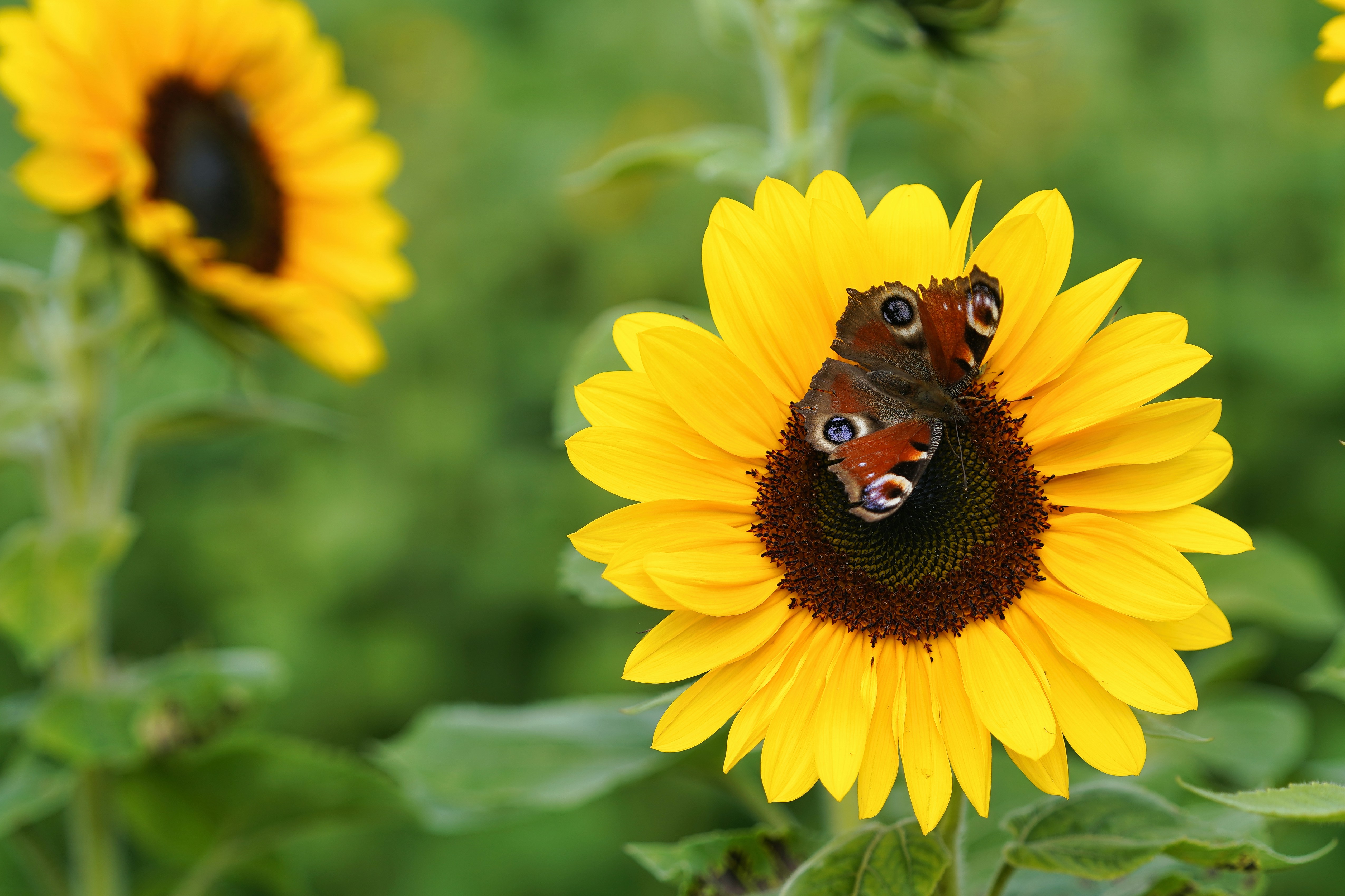 Ein Pfauenfalter ruht auf einer leuchtend gelben Sonnenblume.