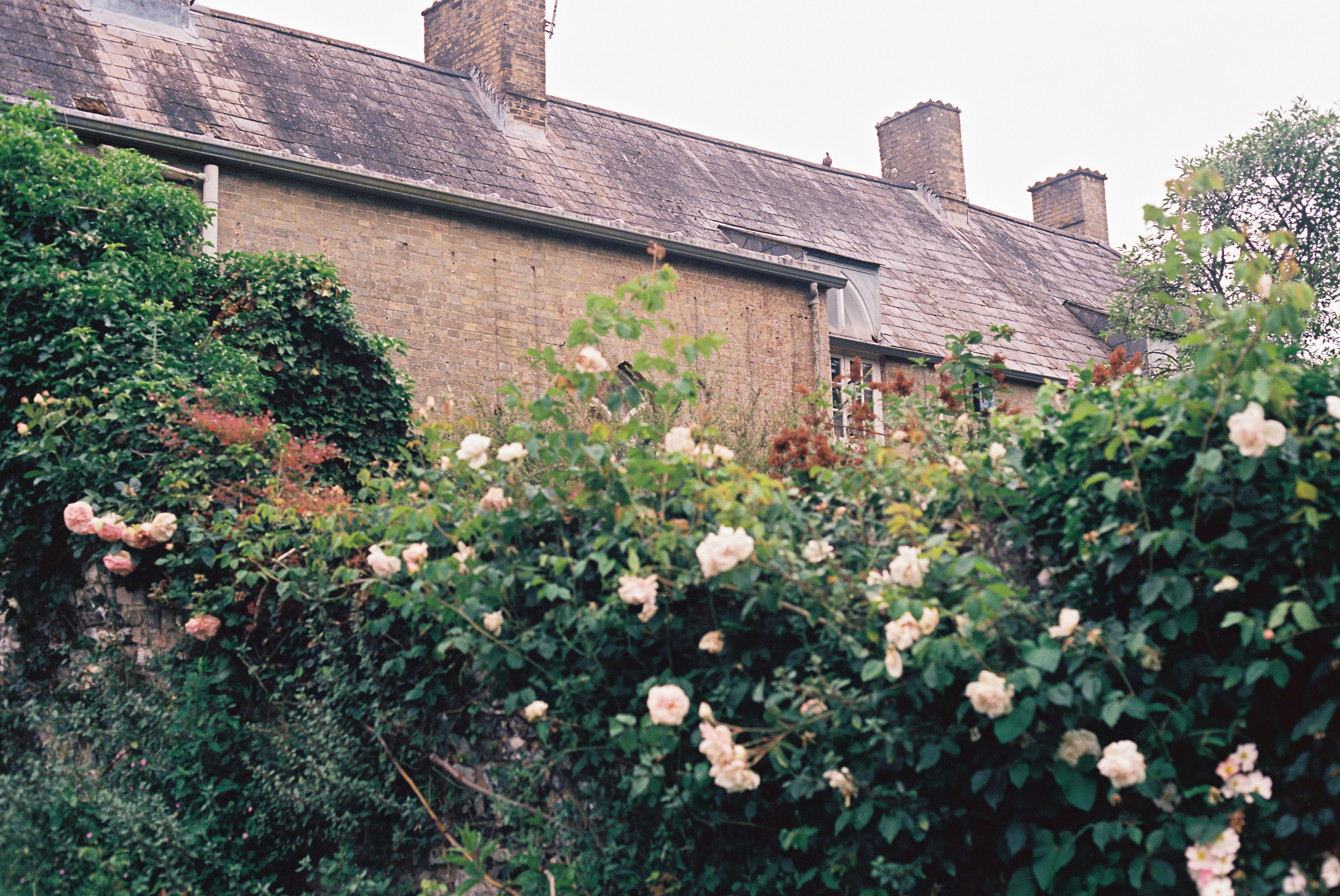 Pink roses in front of a traditional brick house