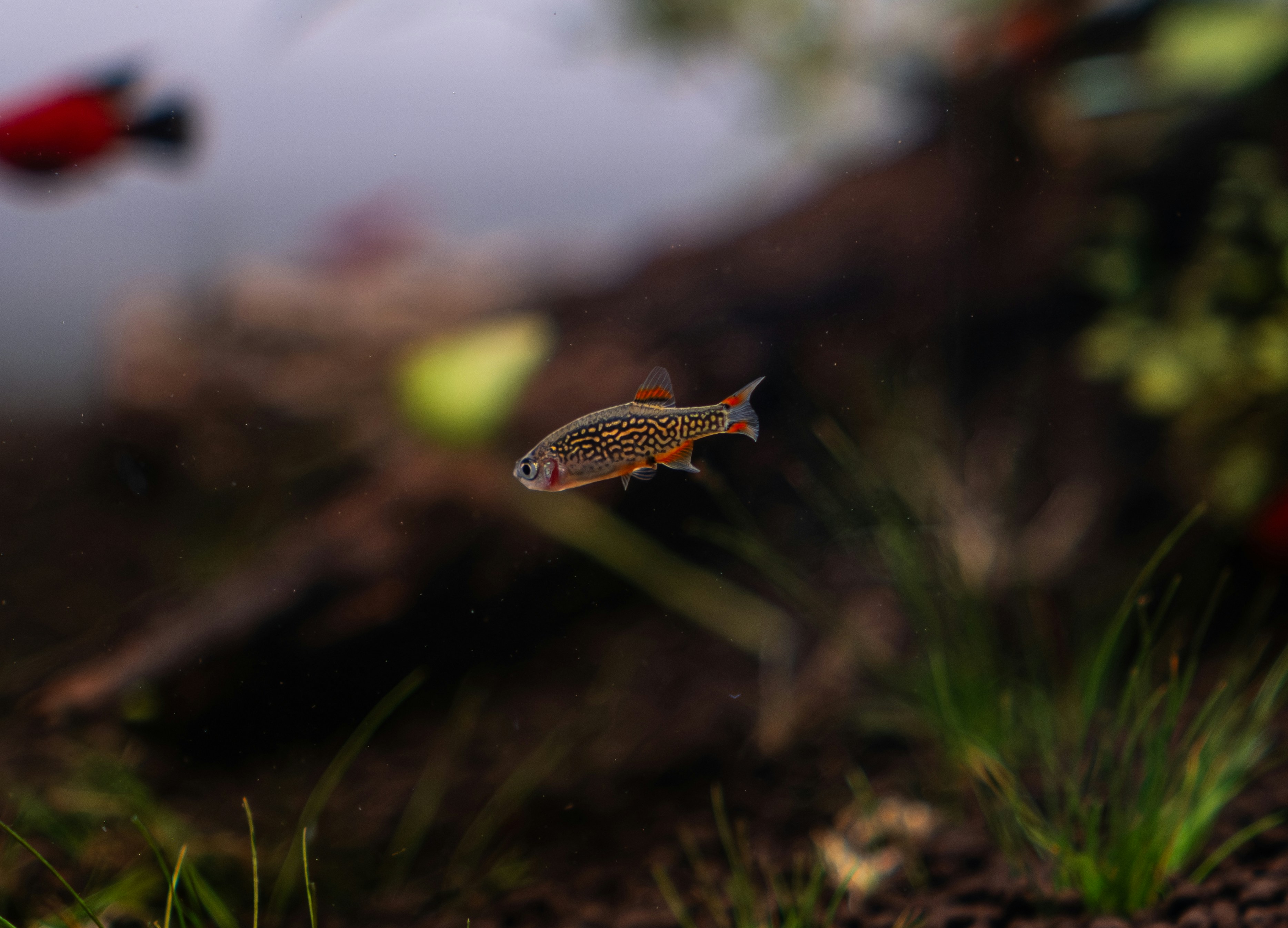 Aquascape rasbora