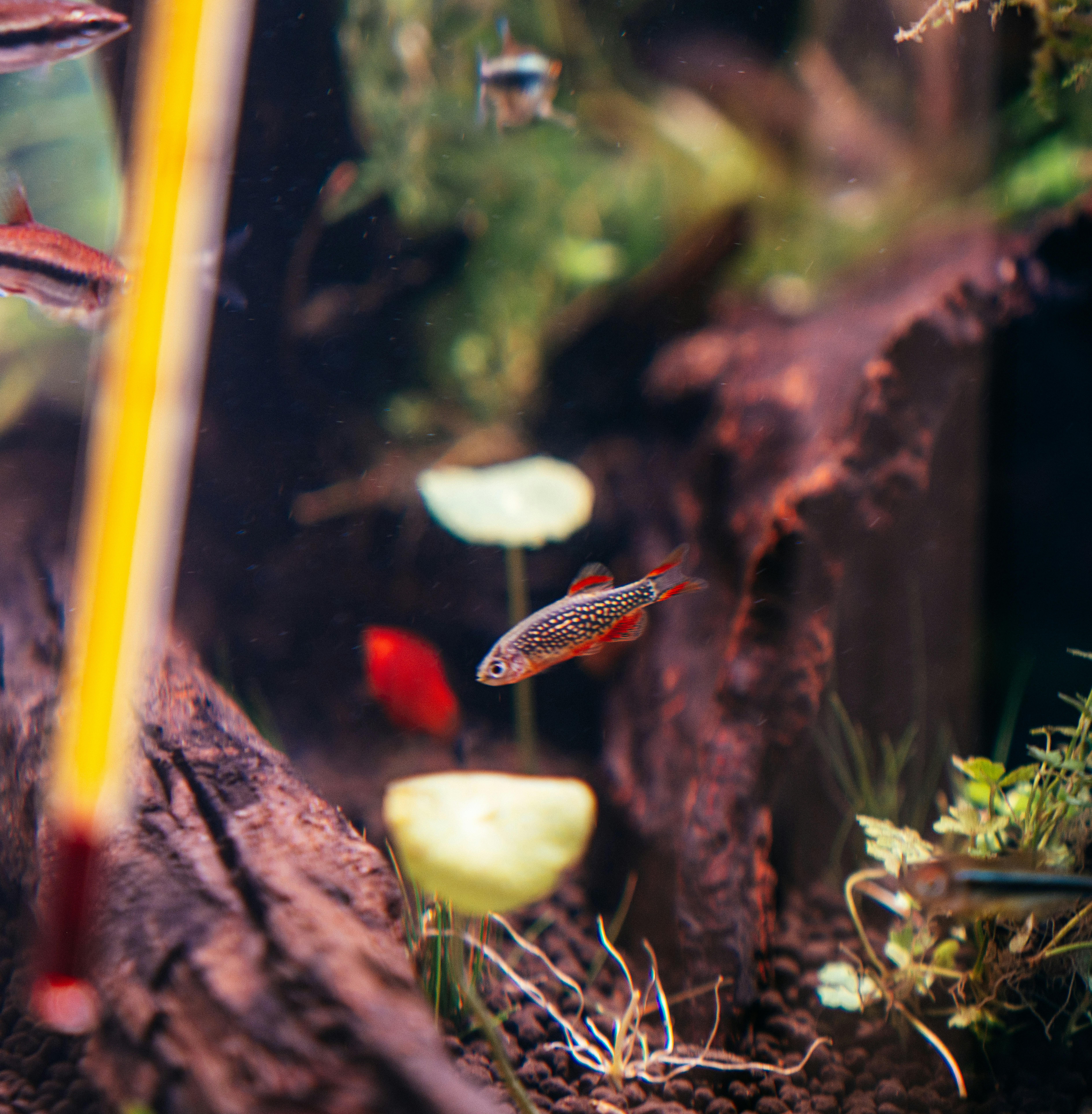 Acuario plantado con termómetro adherido al cristal