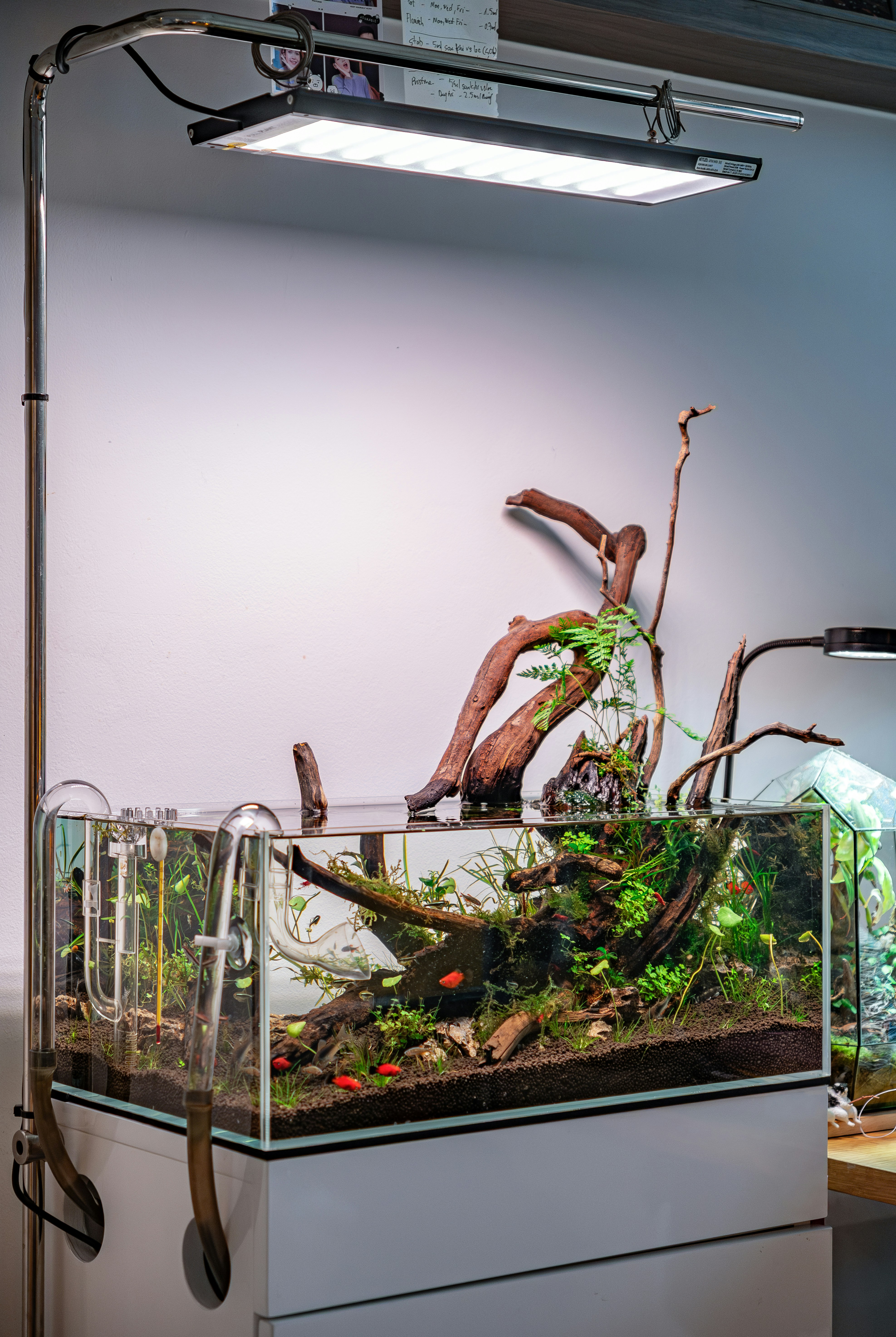 Acuario plantado bajo una luz cenital intensa