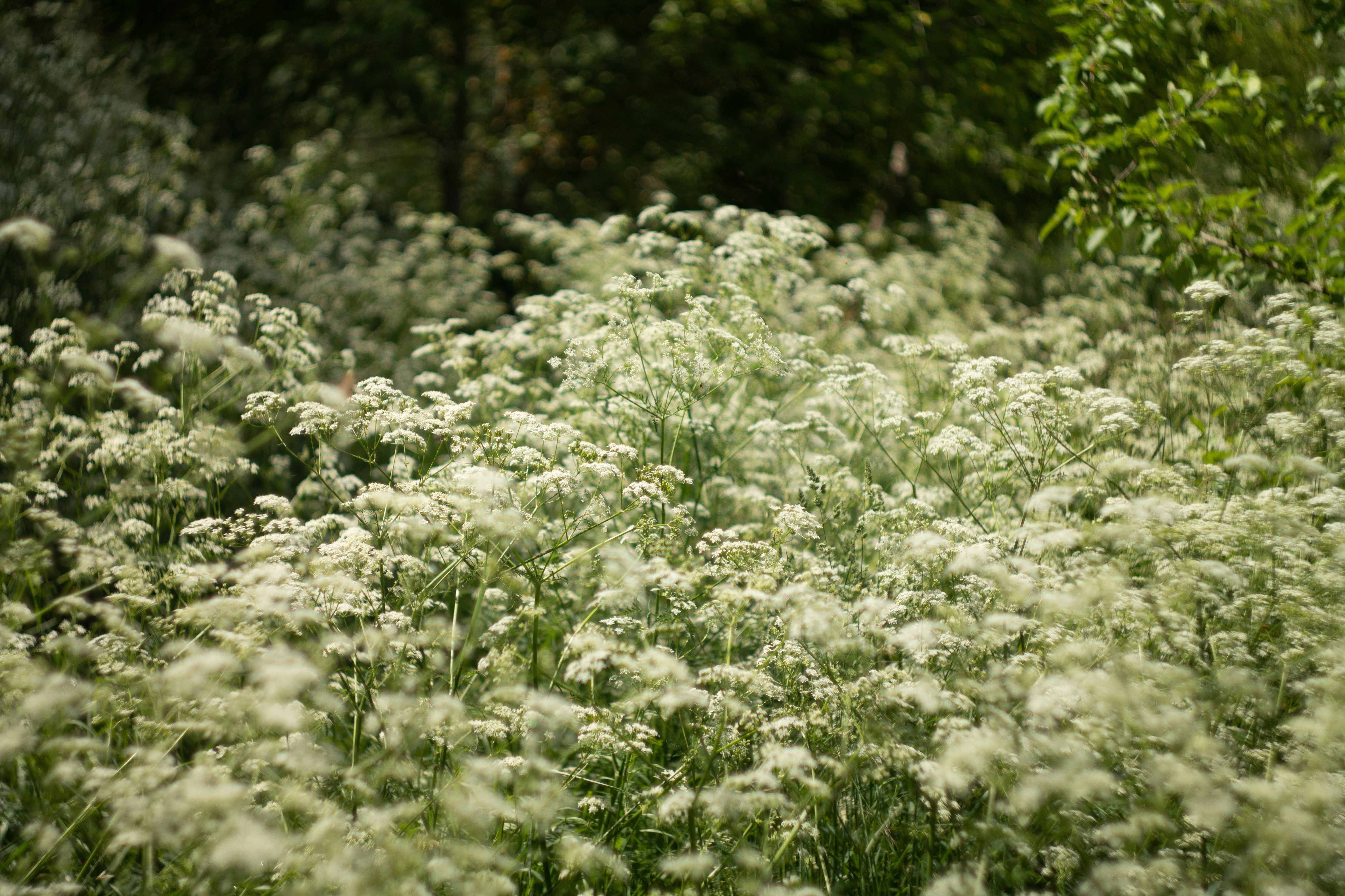 A field of delicate white flowers under green foliage