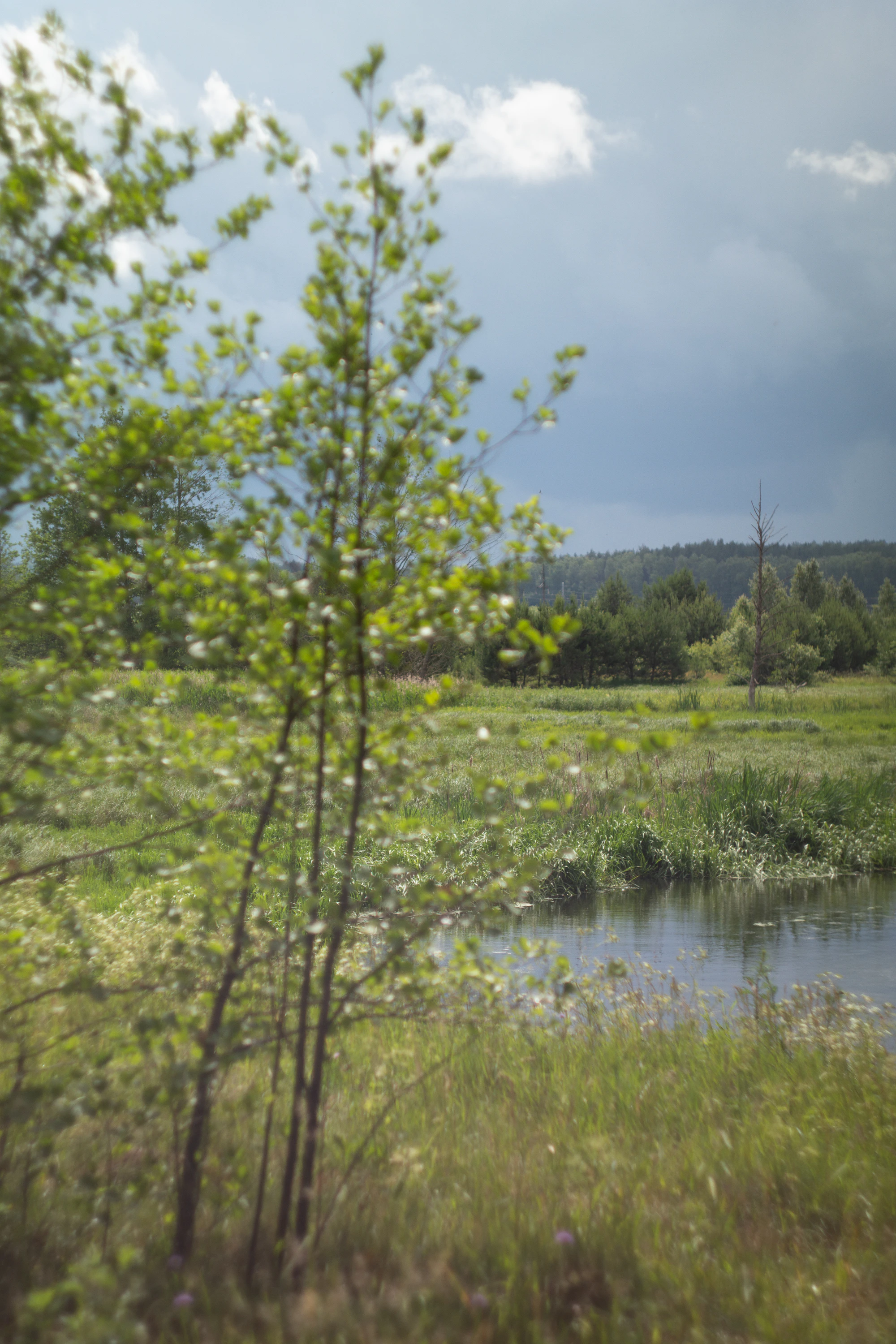 Biodiversity credits explained: why nature markets are not carbon markets
