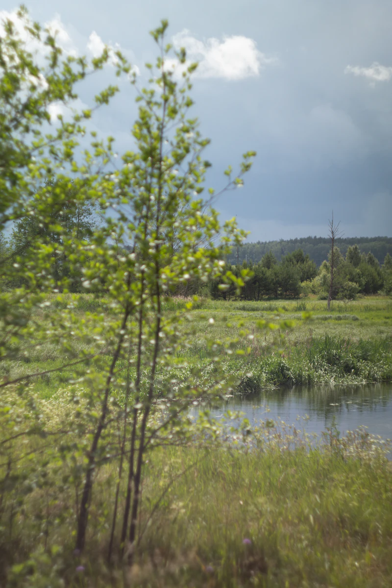 Biodiversity credits explained: why nature markets are not carbon markets