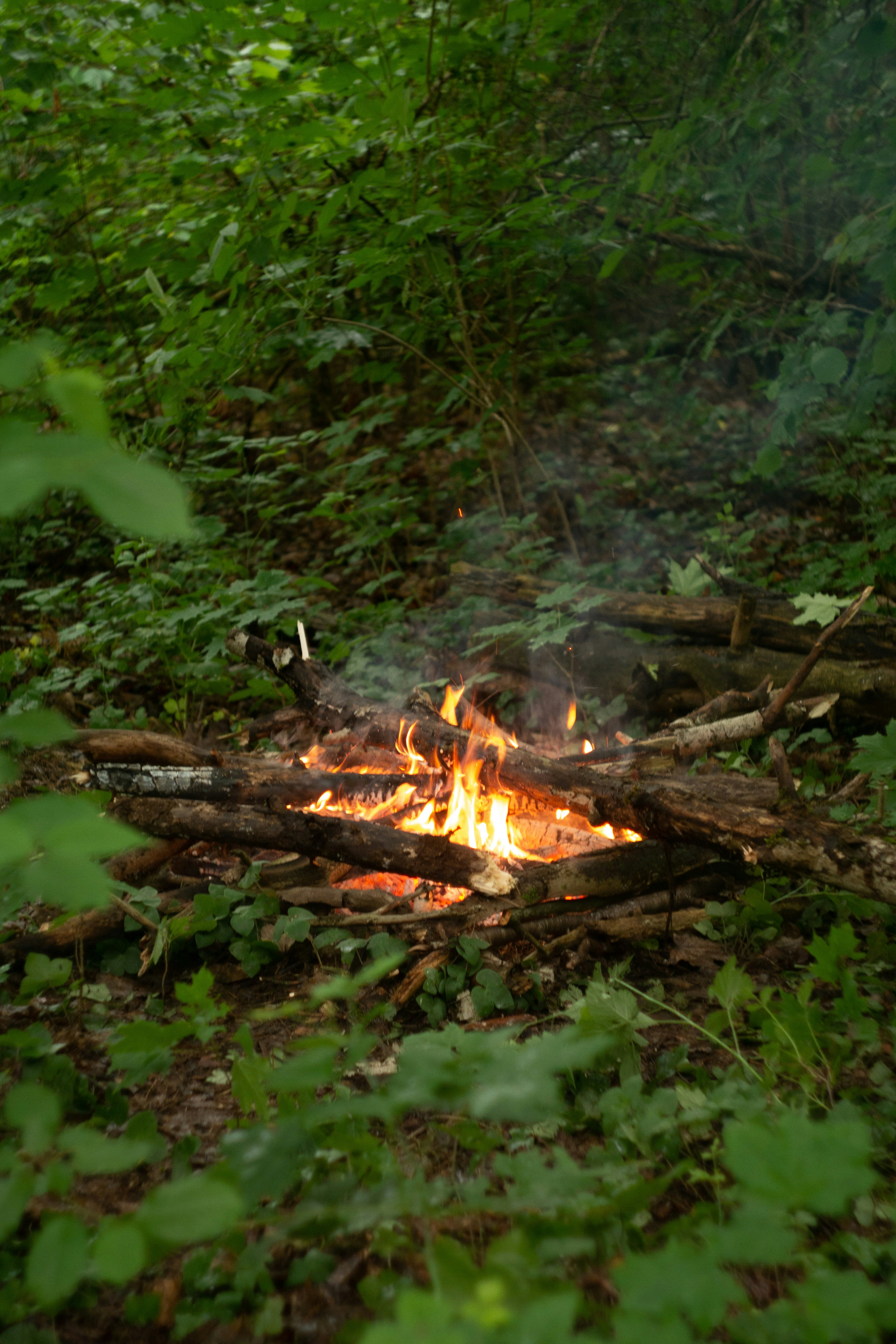 Una pequeña hoguera arde intensamente en un bosque verde y frondoso.