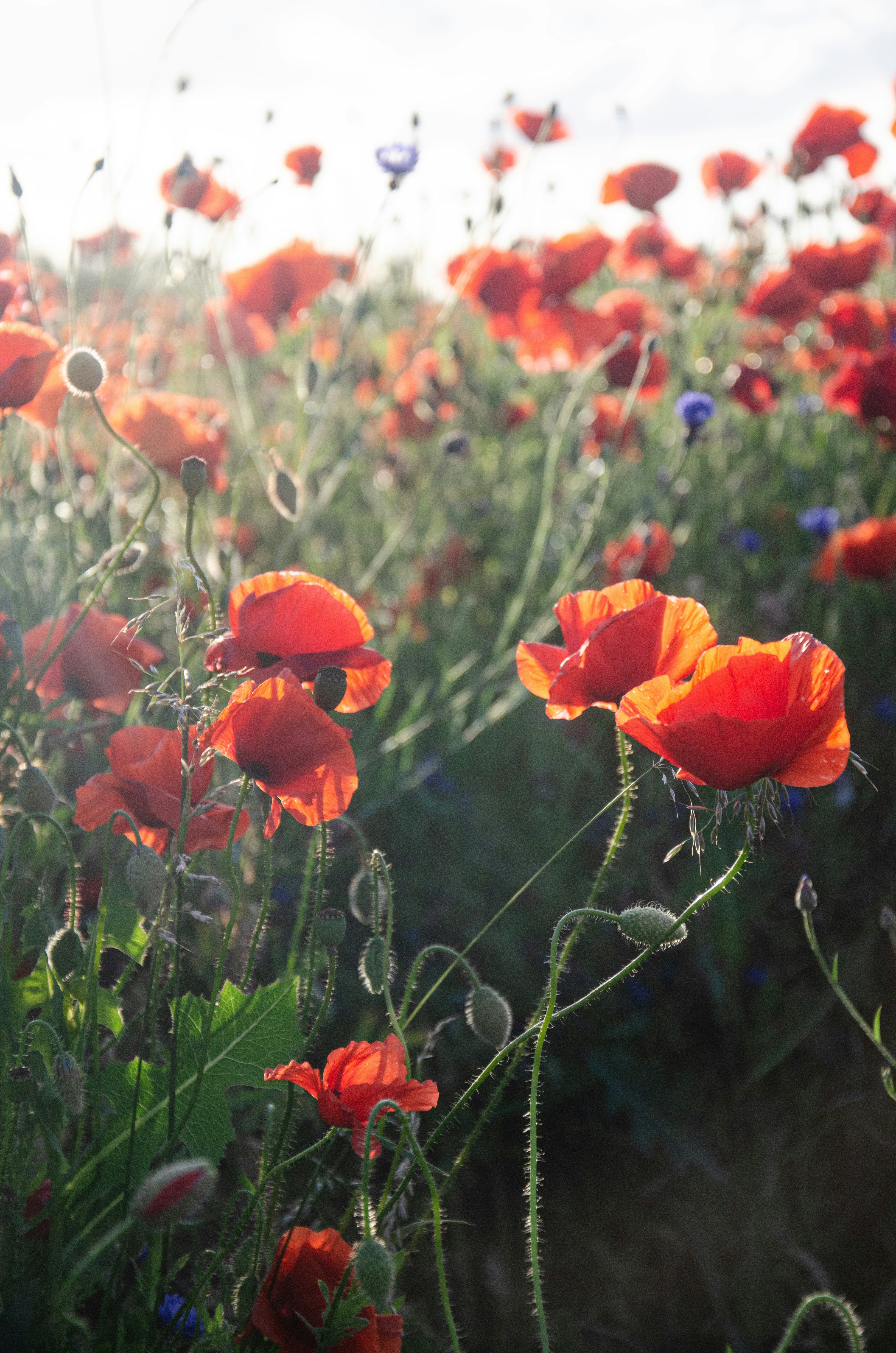 Photo by alicjapieknik