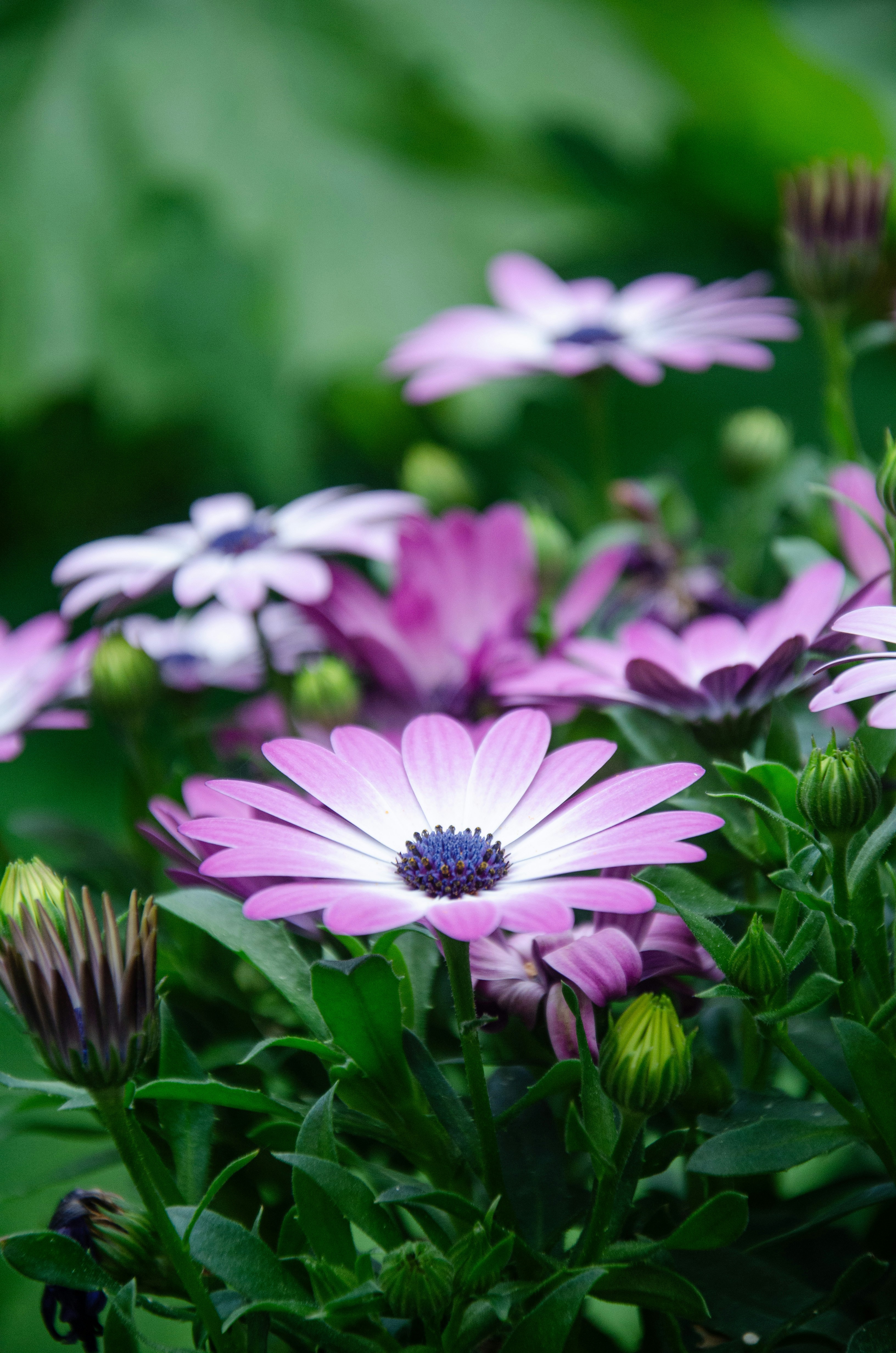 Photo by alicjapieknik