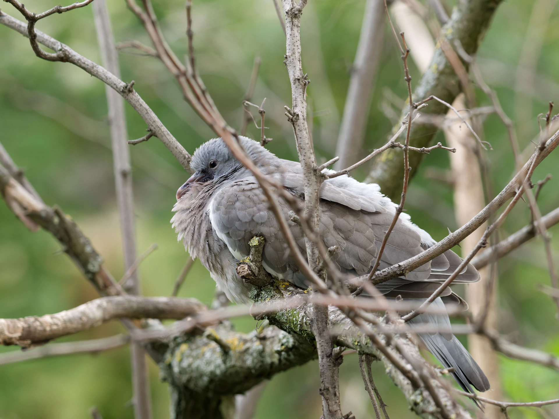 A fluffy gray bird sits among tree branches.
