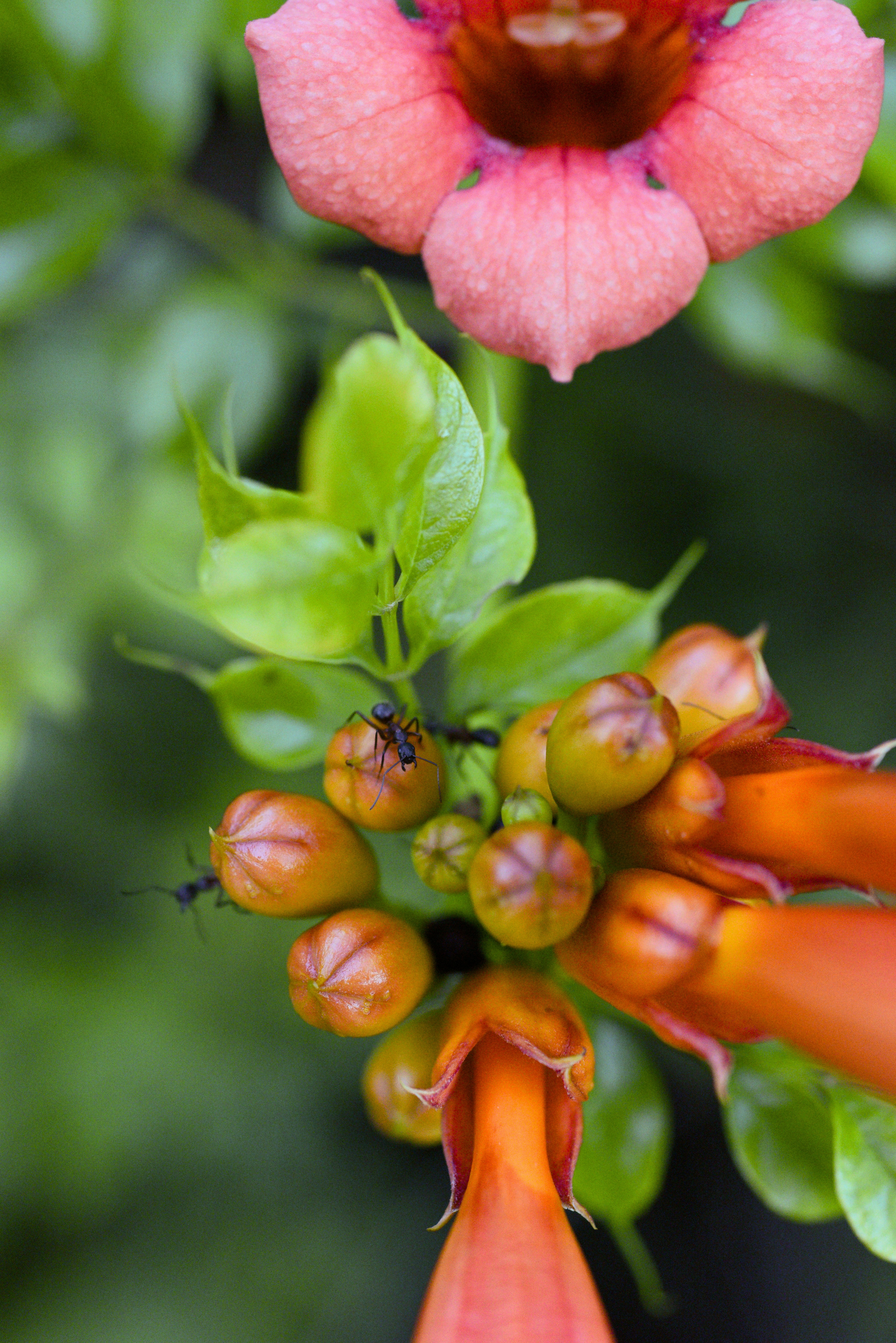 Uma formiga em botões de flor laranja com uma flor rosa