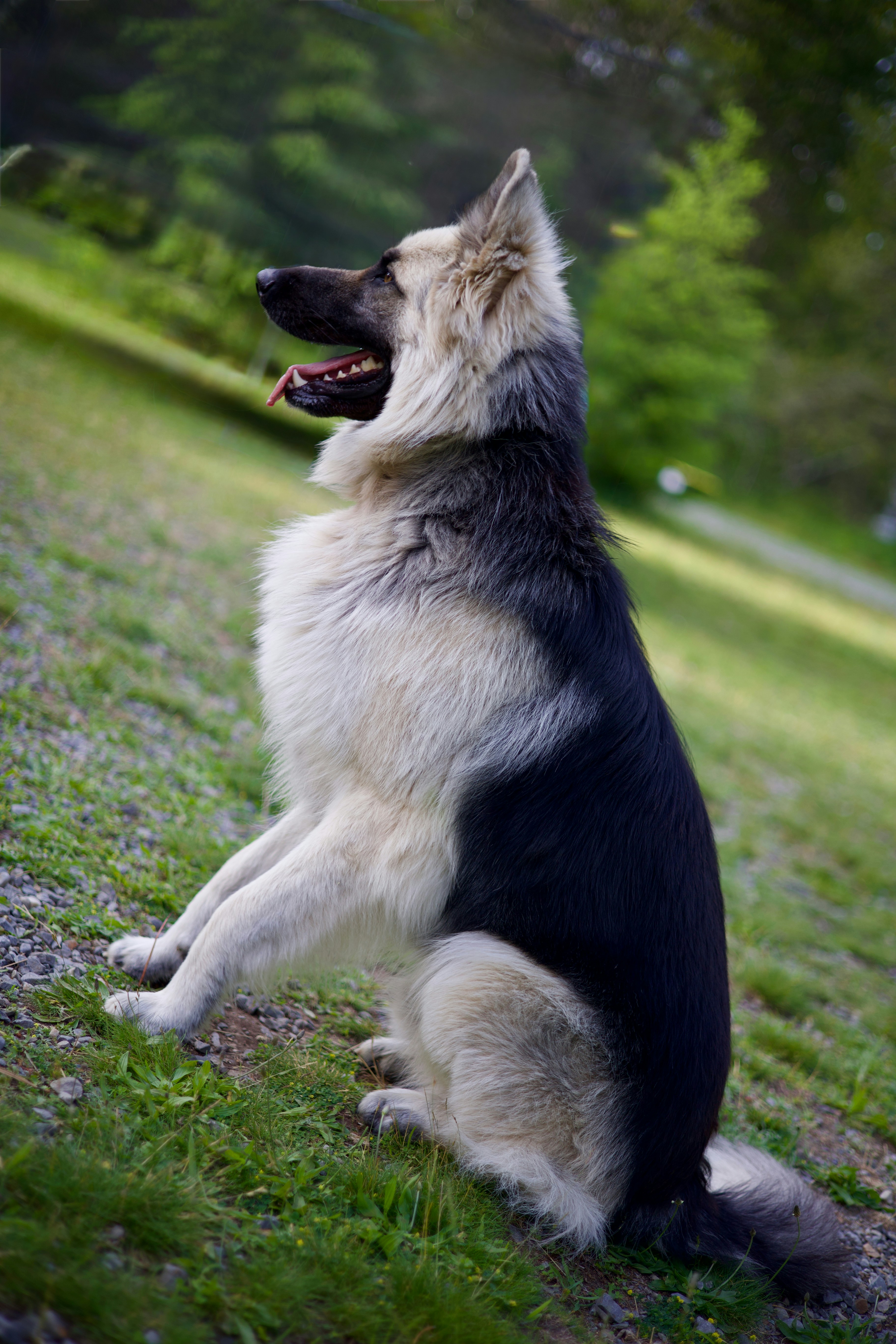 German shepherd dog sitting on a green grassy slope.