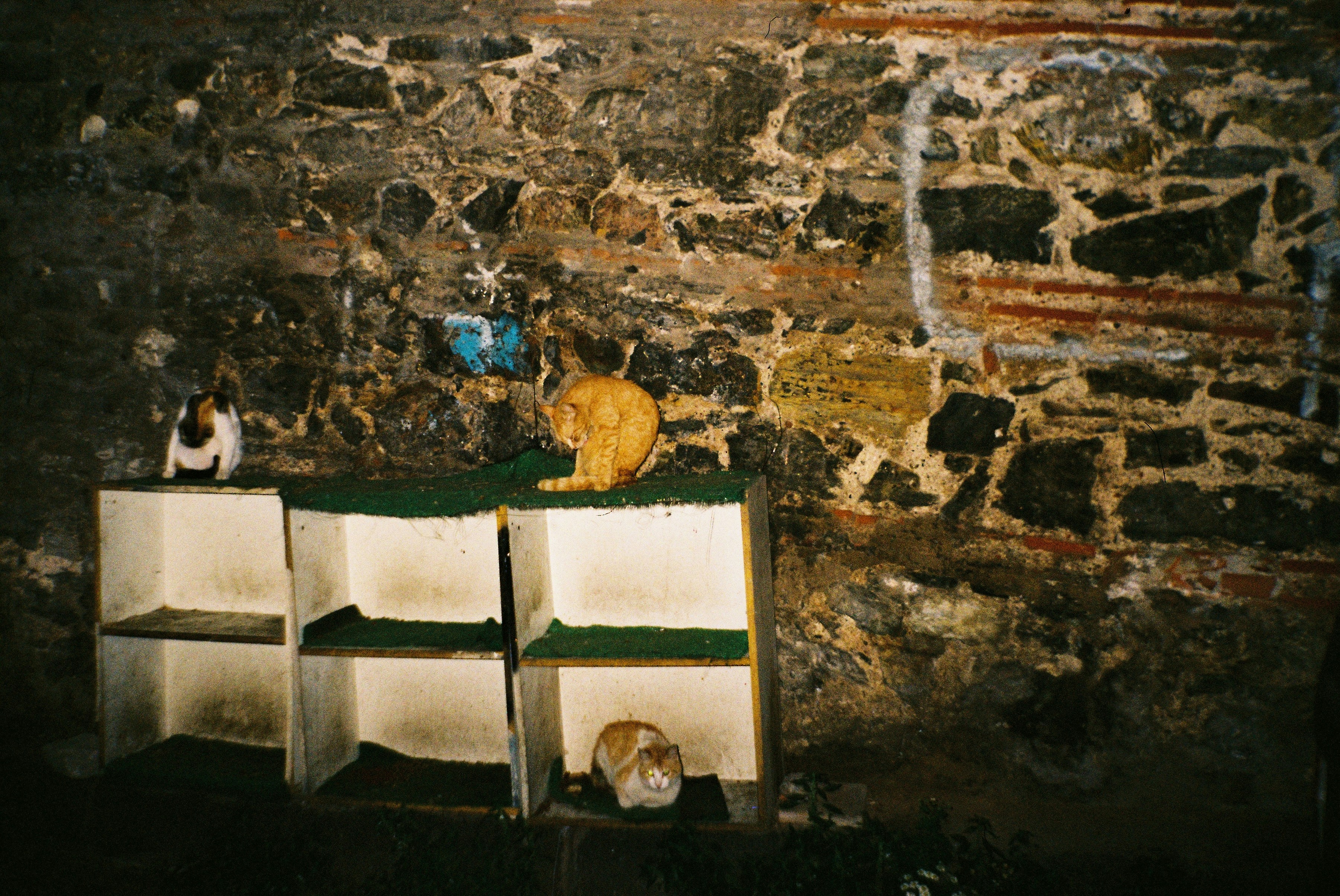 Several cats resting on shelves against a rustic stone wall