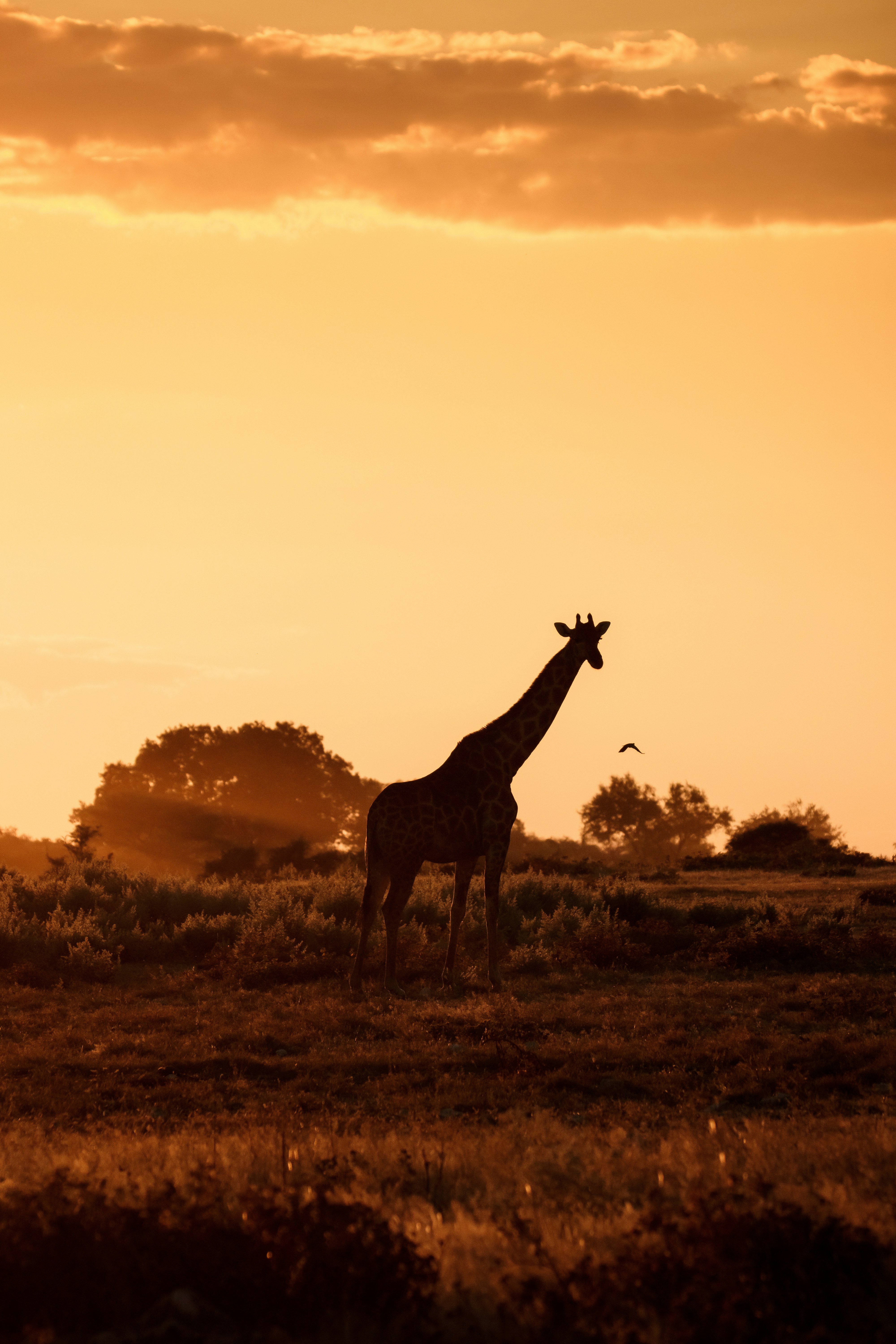 Majestic giraffe silhouetted against a golden african sunset.
