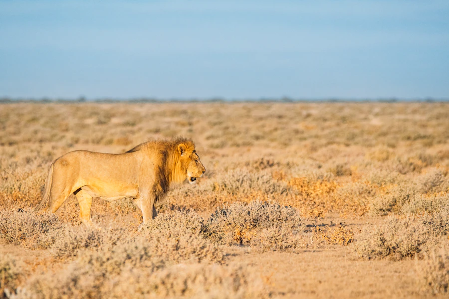 Great Migration Safaris