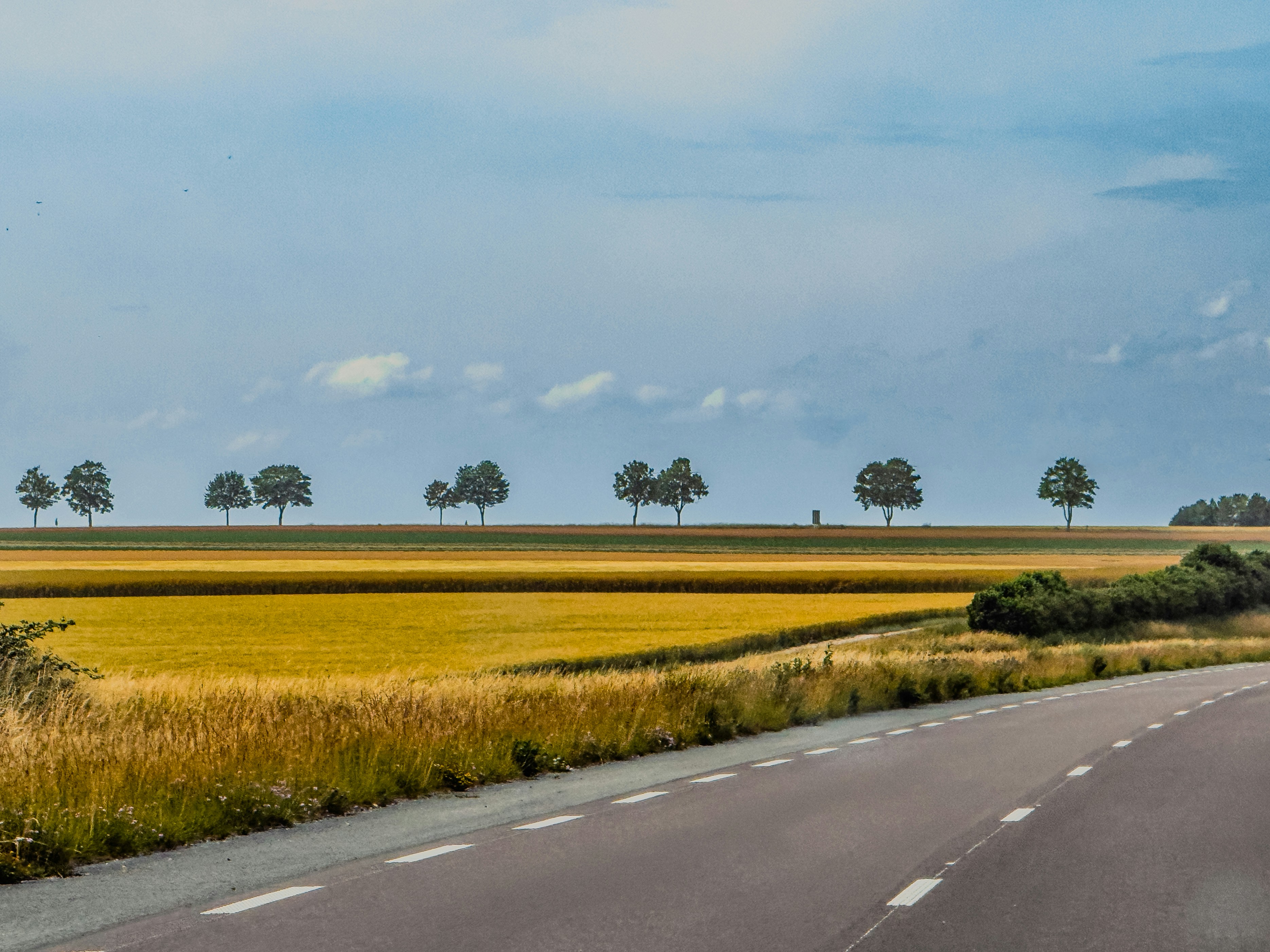 Road curving past yellow field and distant line of trees.