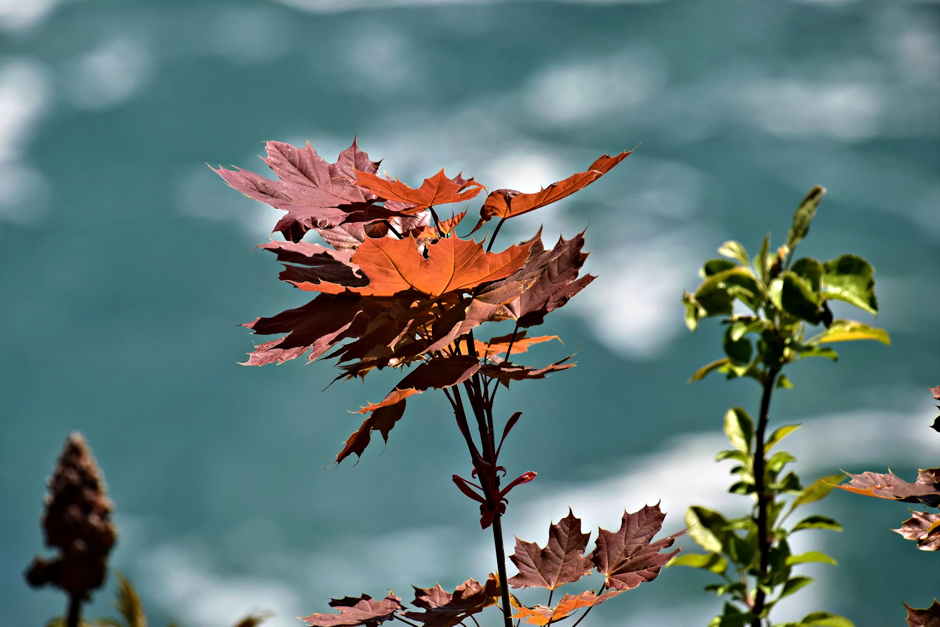 Reddish-brown leaves against a blurred turquoise water background