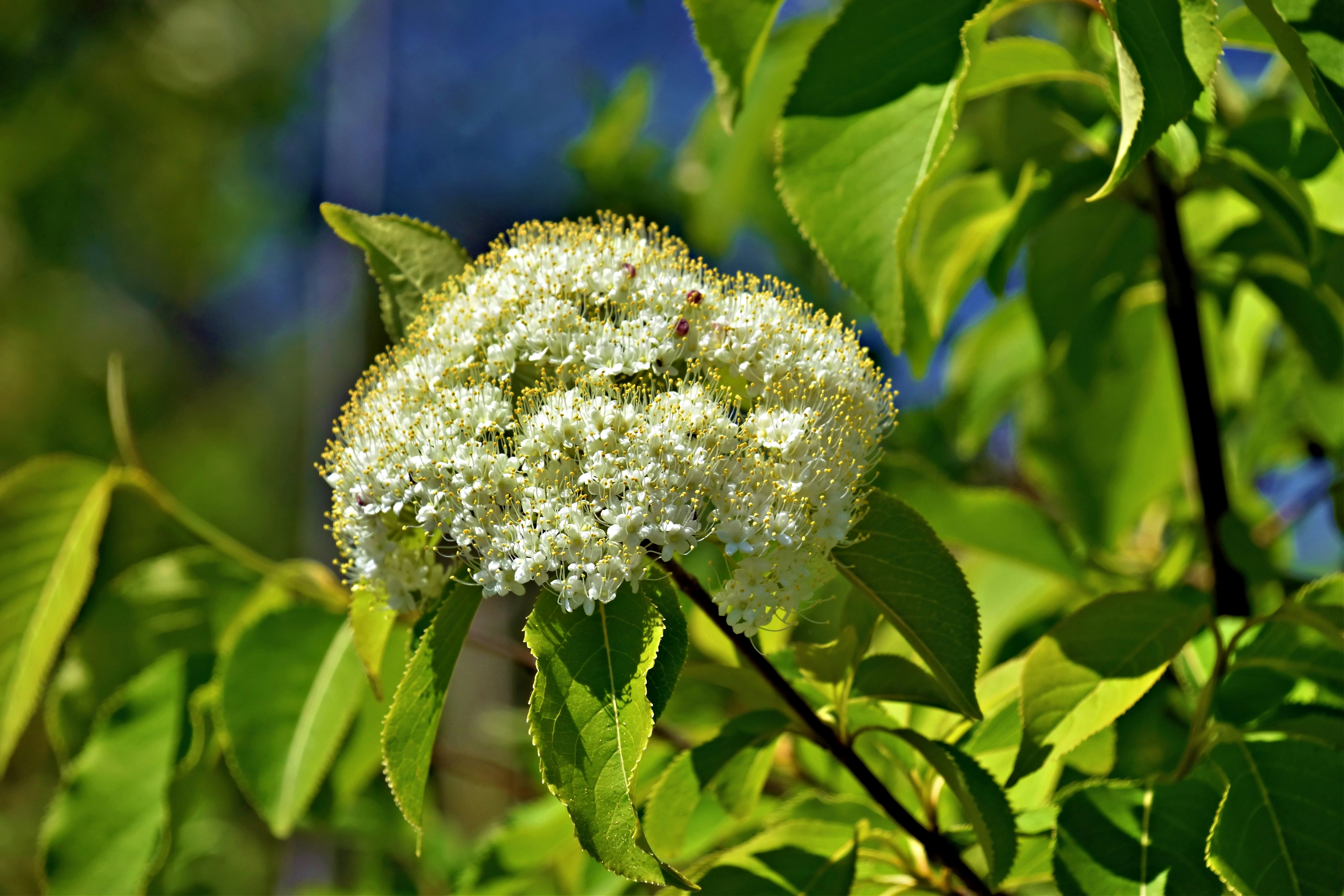 A cluster of small white flowers surrounded by green leaves.