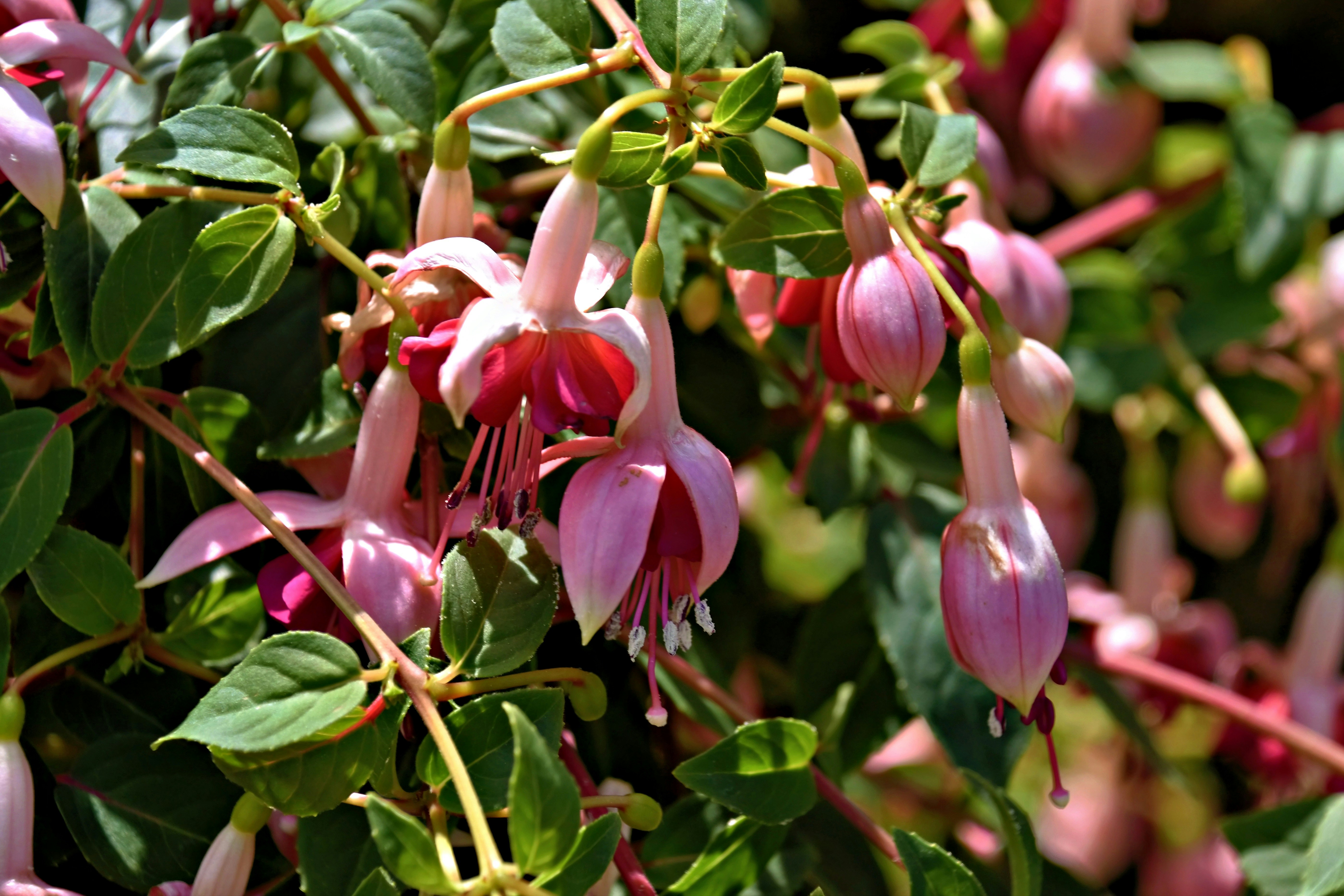 Pink and magenta fuchsia flowers blooming on a green plant.