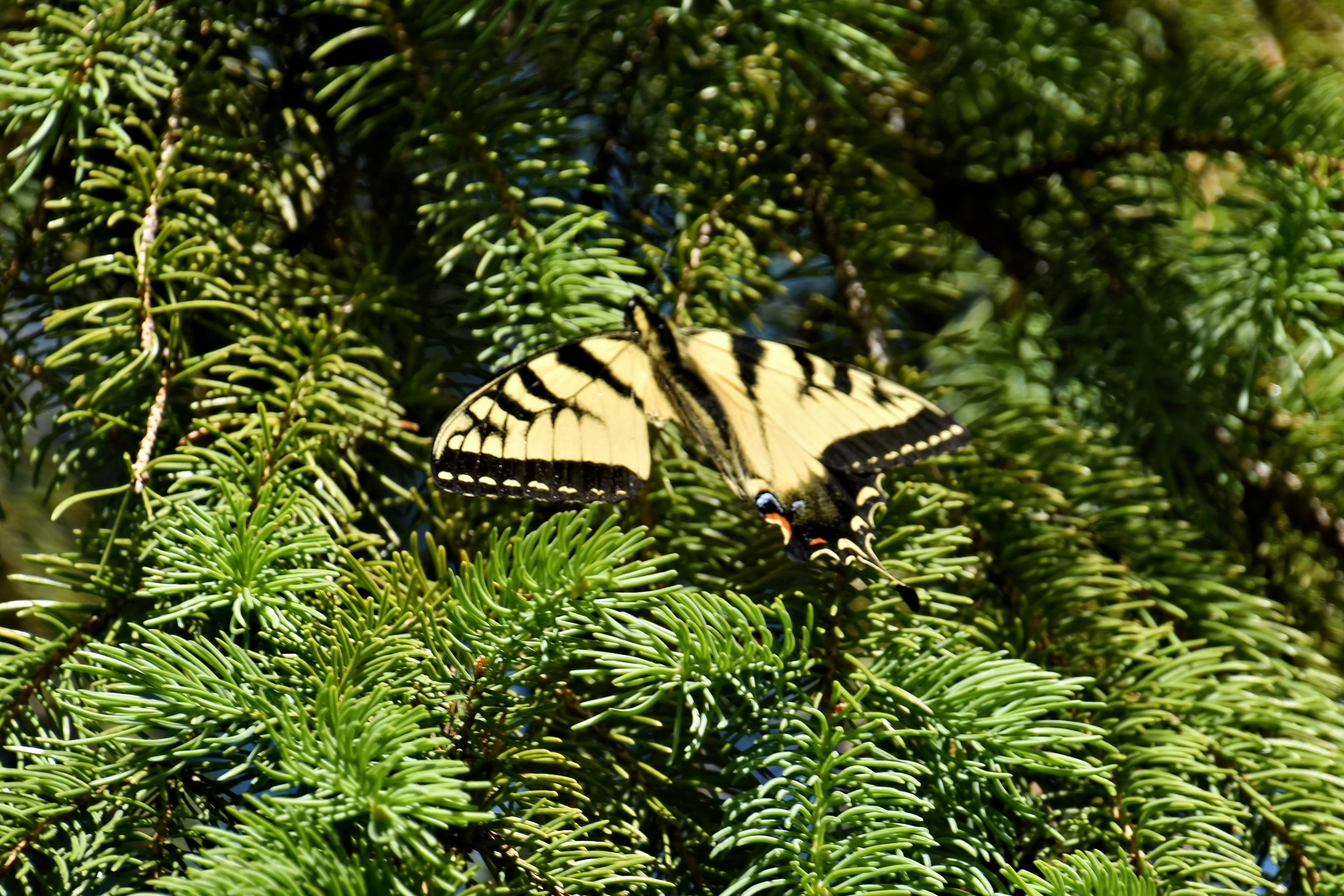A yellow and black butterfly rests on green pine needles.