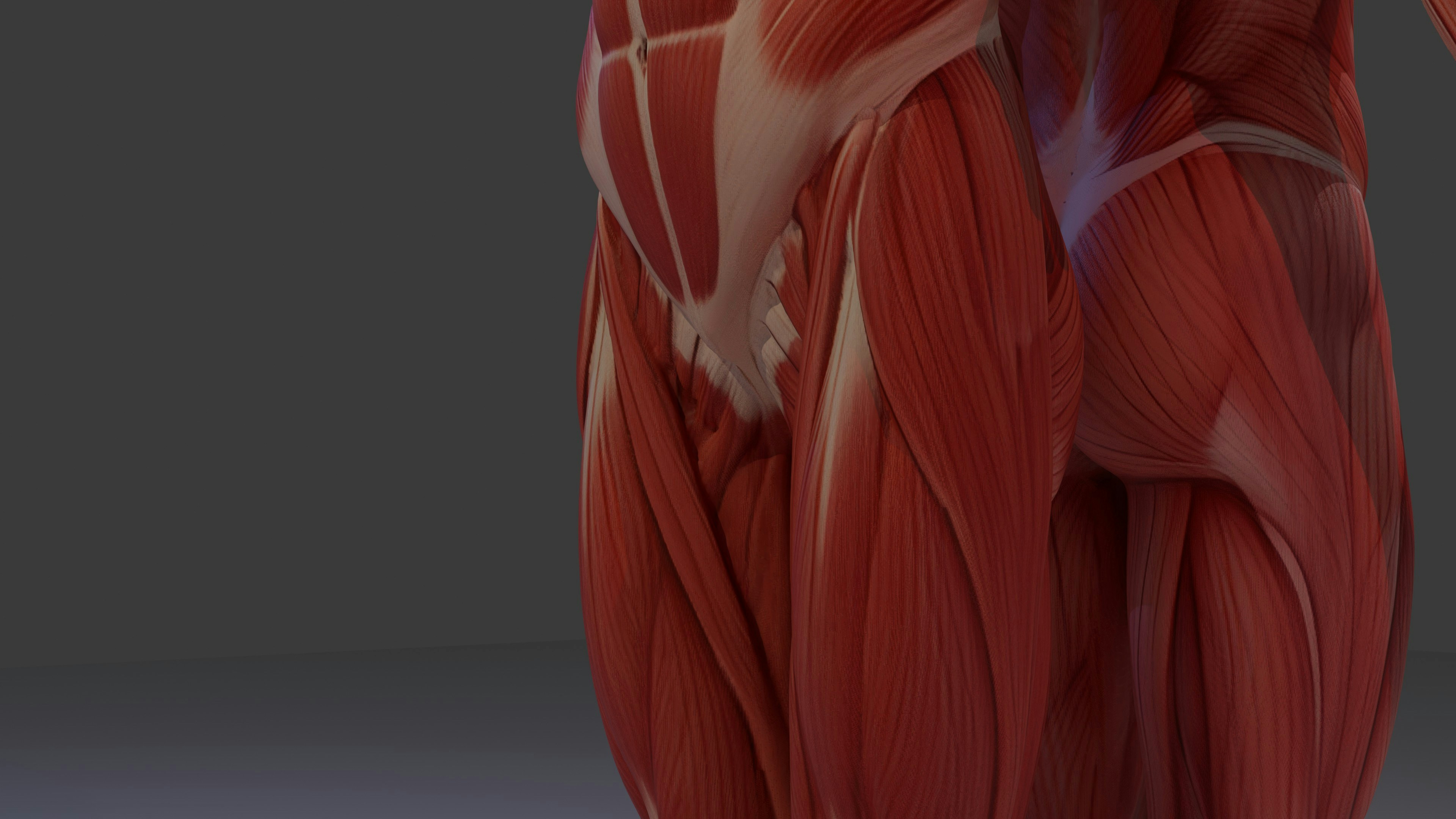 Diz eklemi anatomik modeli