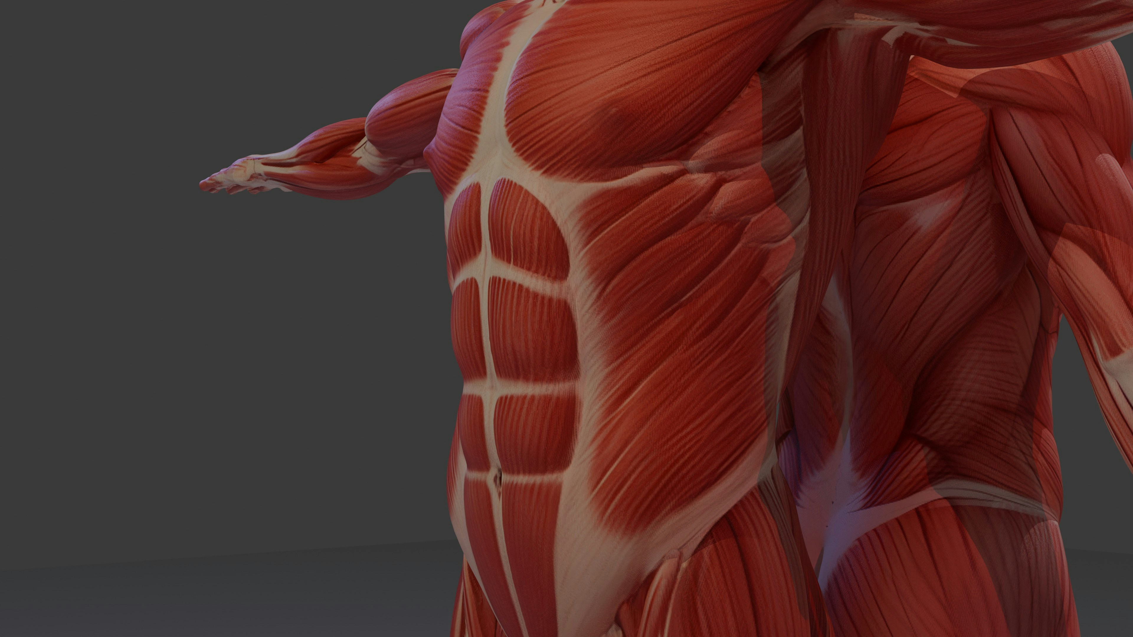 core muscle anatomy showing deep and superficial abdominals